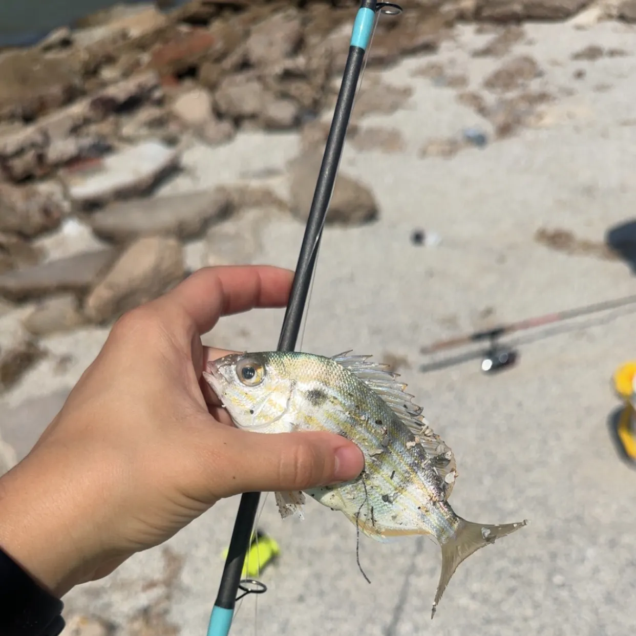 The most recent Sheepshead catches on Fishbrain