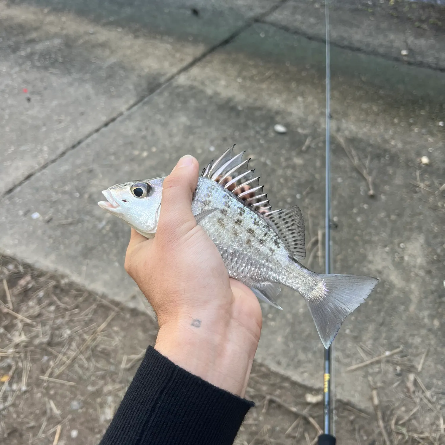 The most recent Javelin grunter catches on Fishbrain