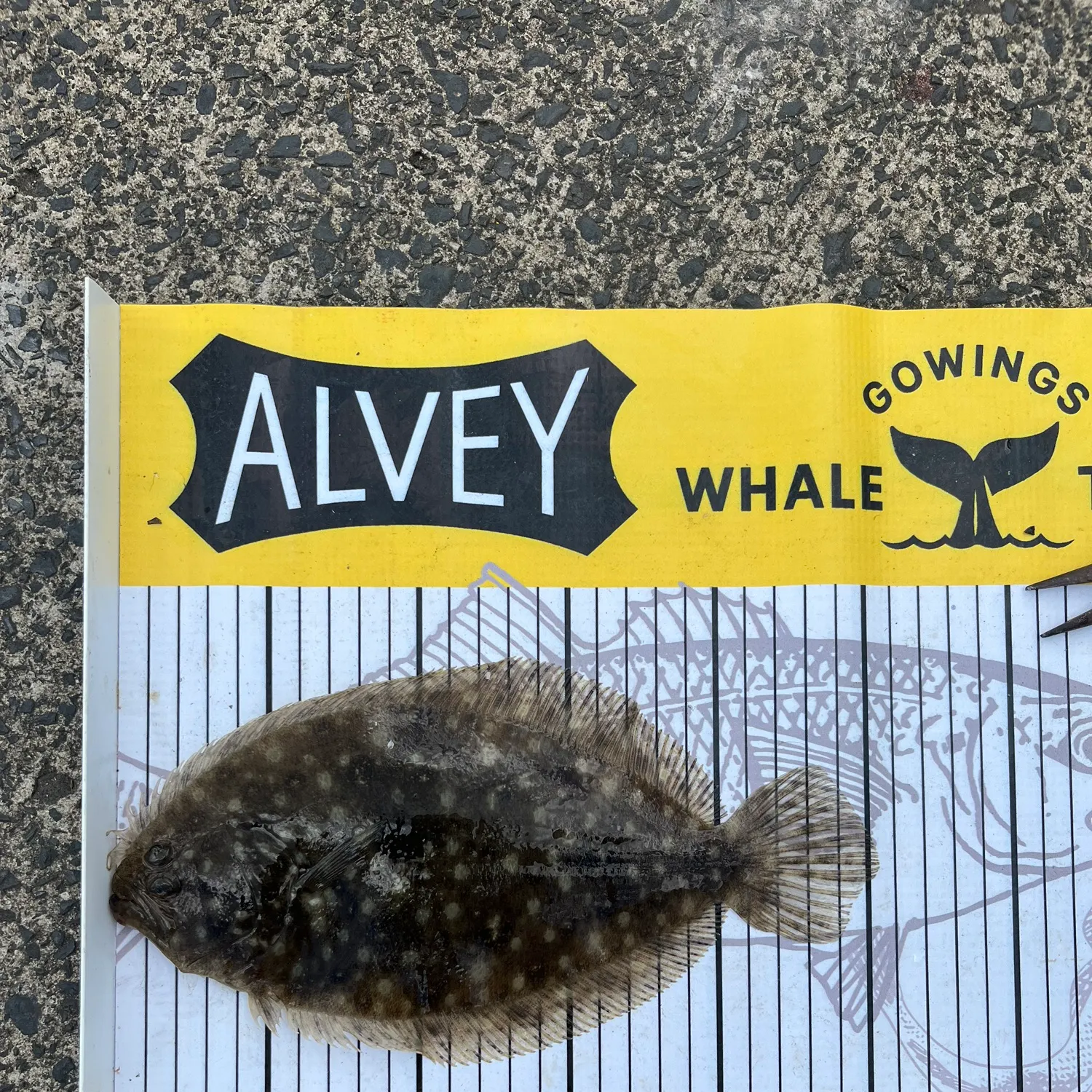 The most recent Smalltooth flounder catches on Fishbrain