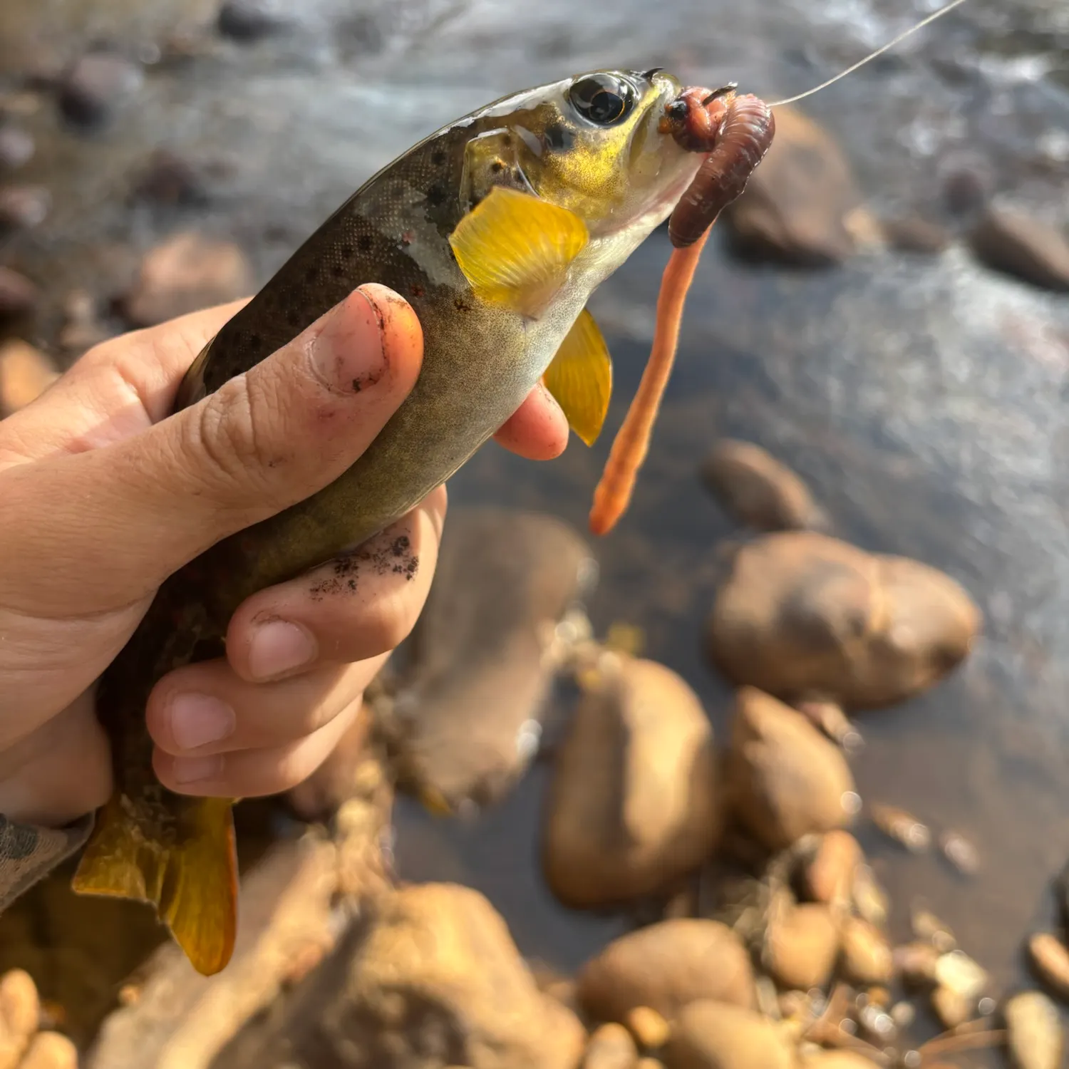 Brown trout caught on Fishbrain
