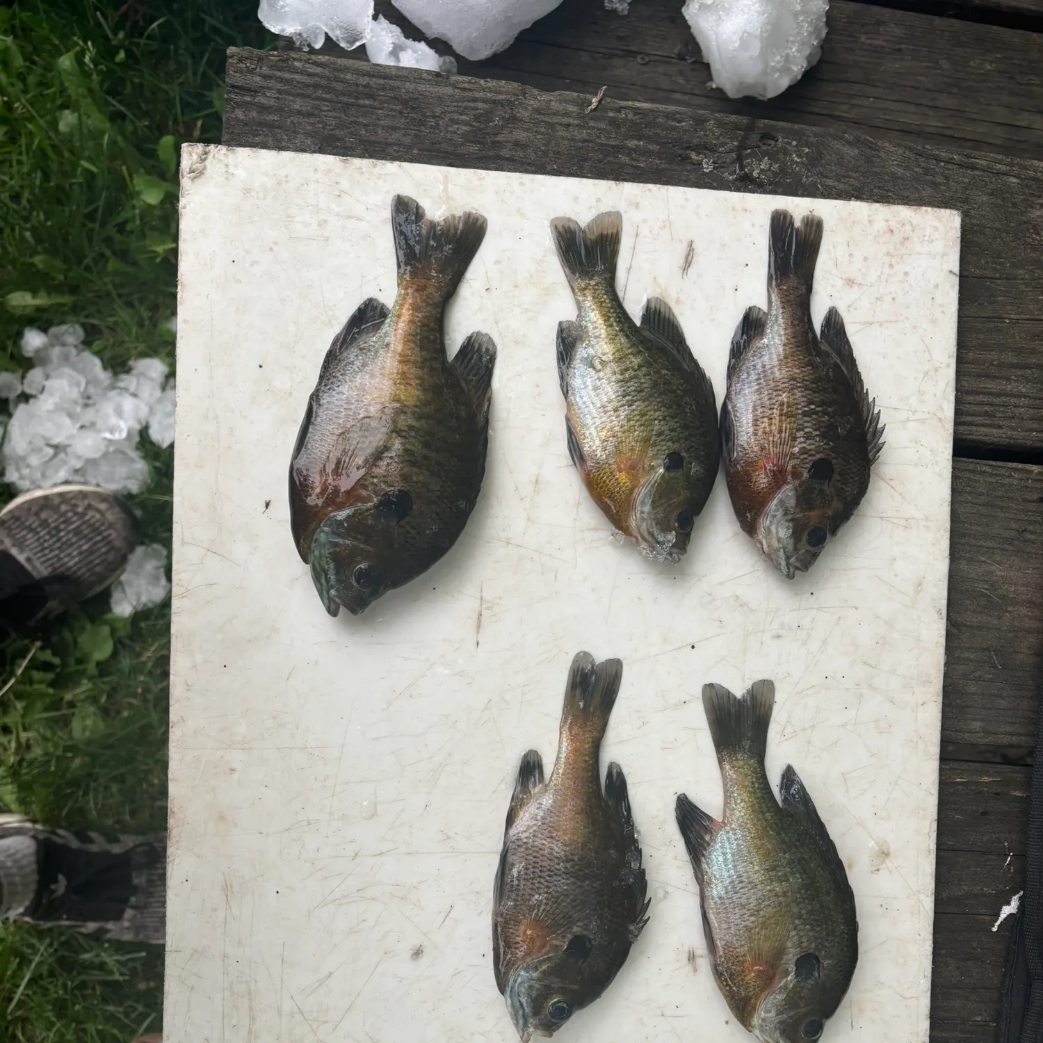 recently logged catches