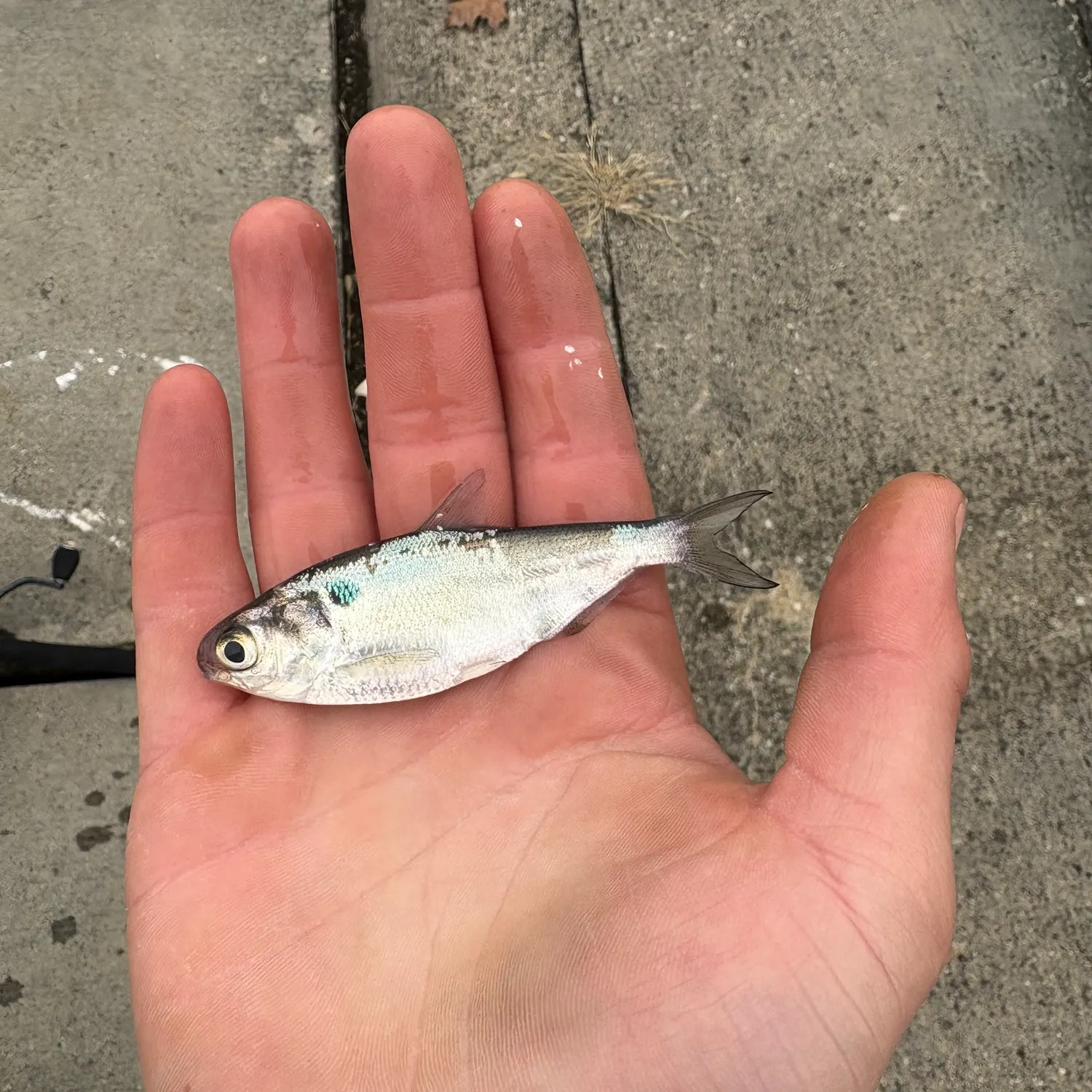 The most recent American gizzard shad catches on Fishbrain