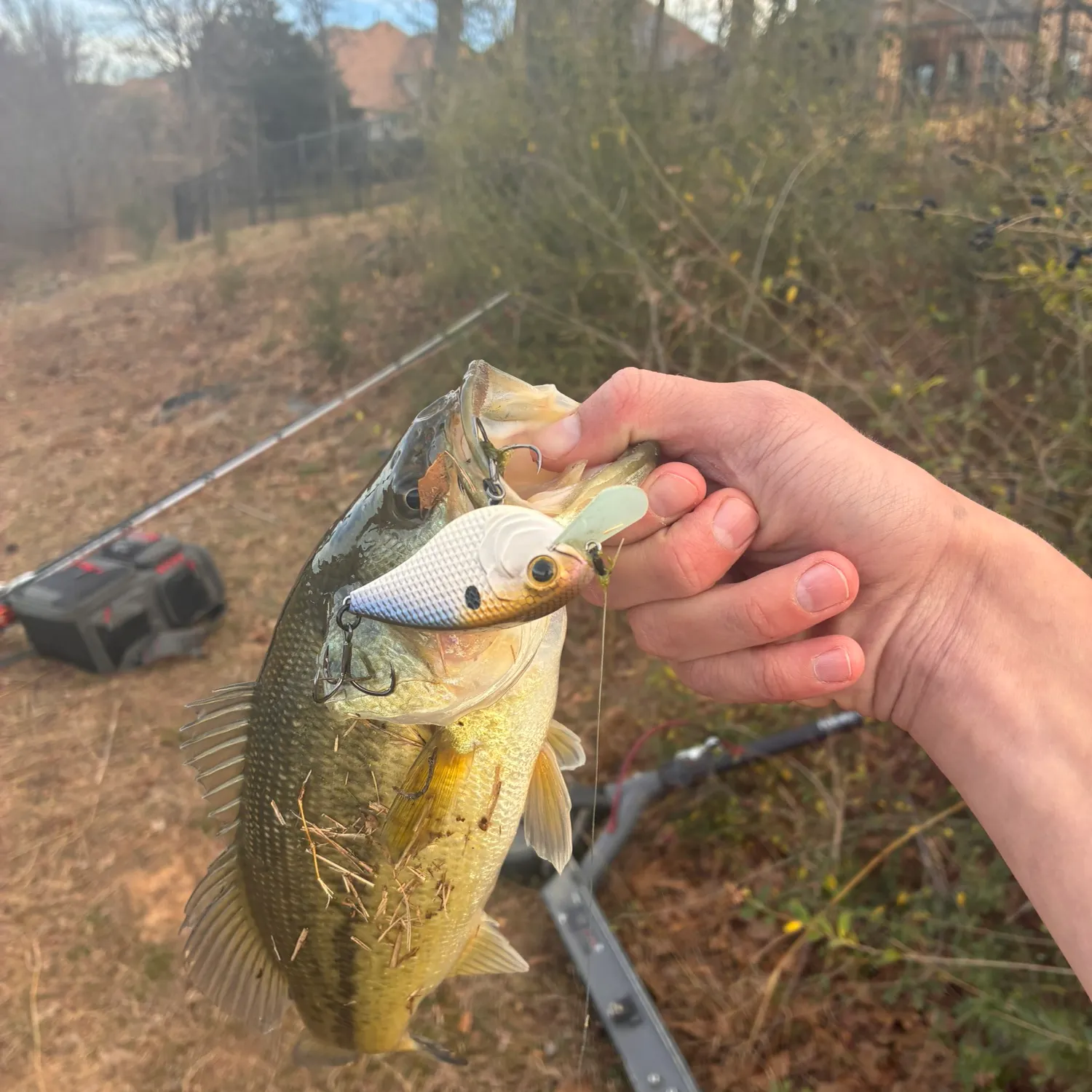 The most recent Largemouth bass catches on Fishbrain