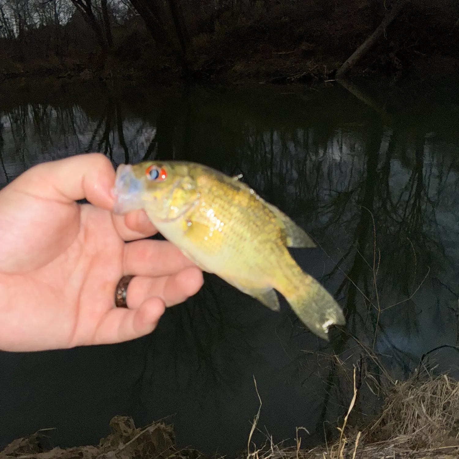 The most recent Rock bass catches on Fishbrain