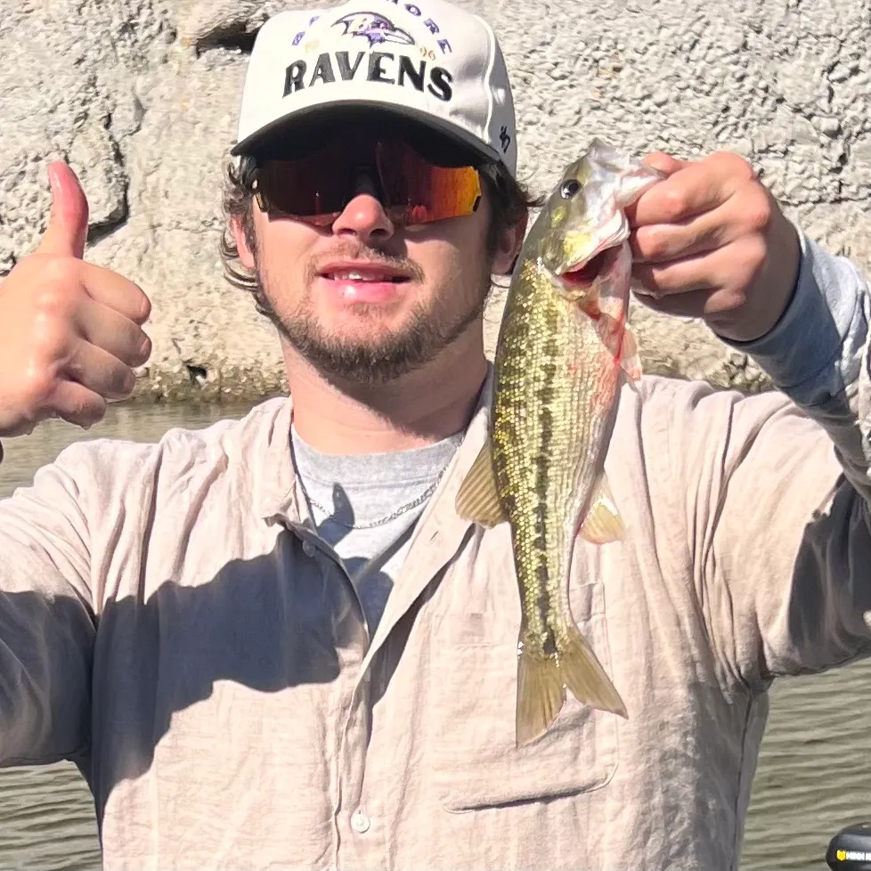 Spotted bass caught on Fishbrain