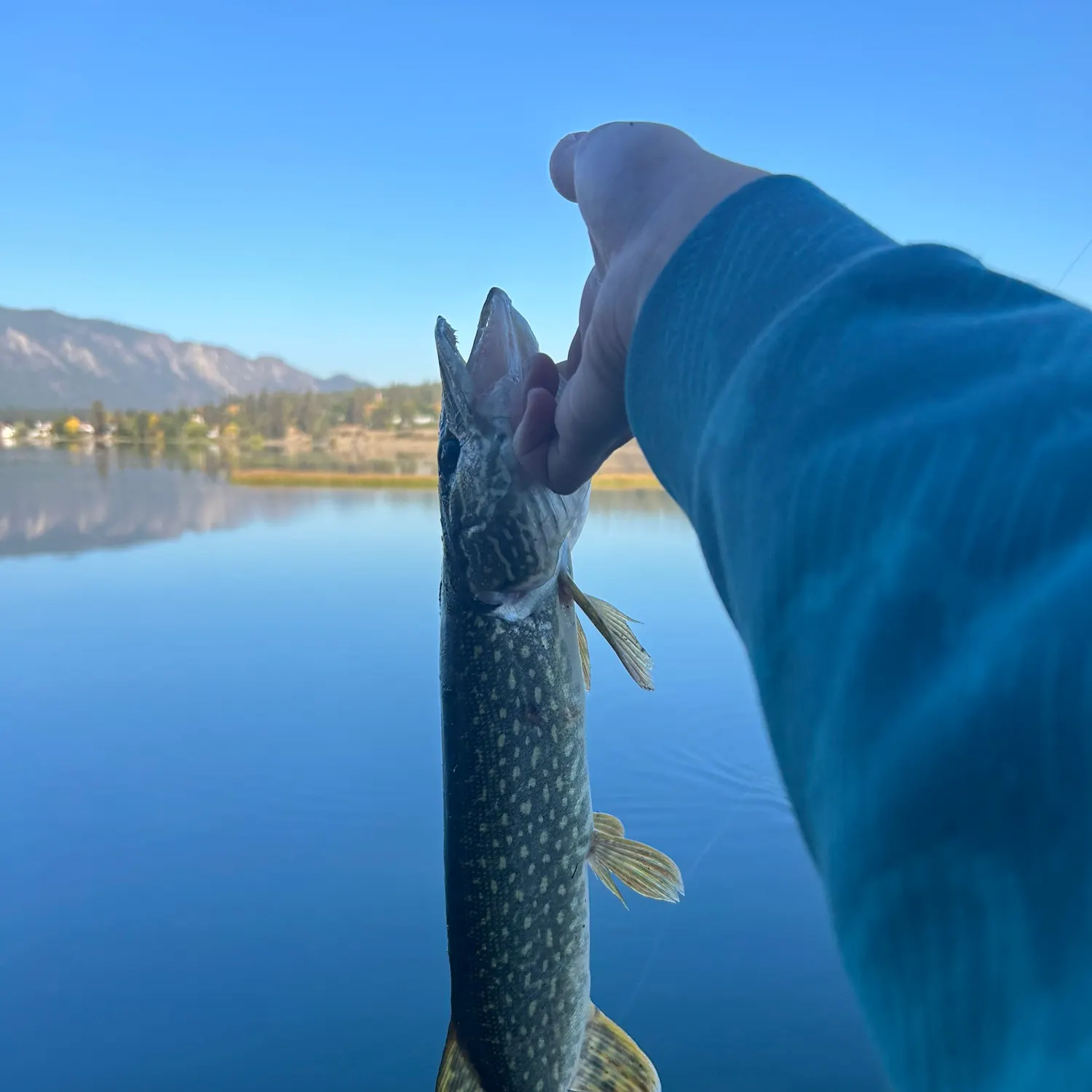 Fish caught on Fishbrain