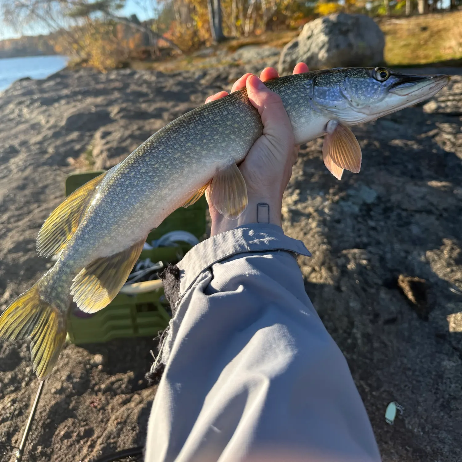 Northern pike caught on Fishbrain