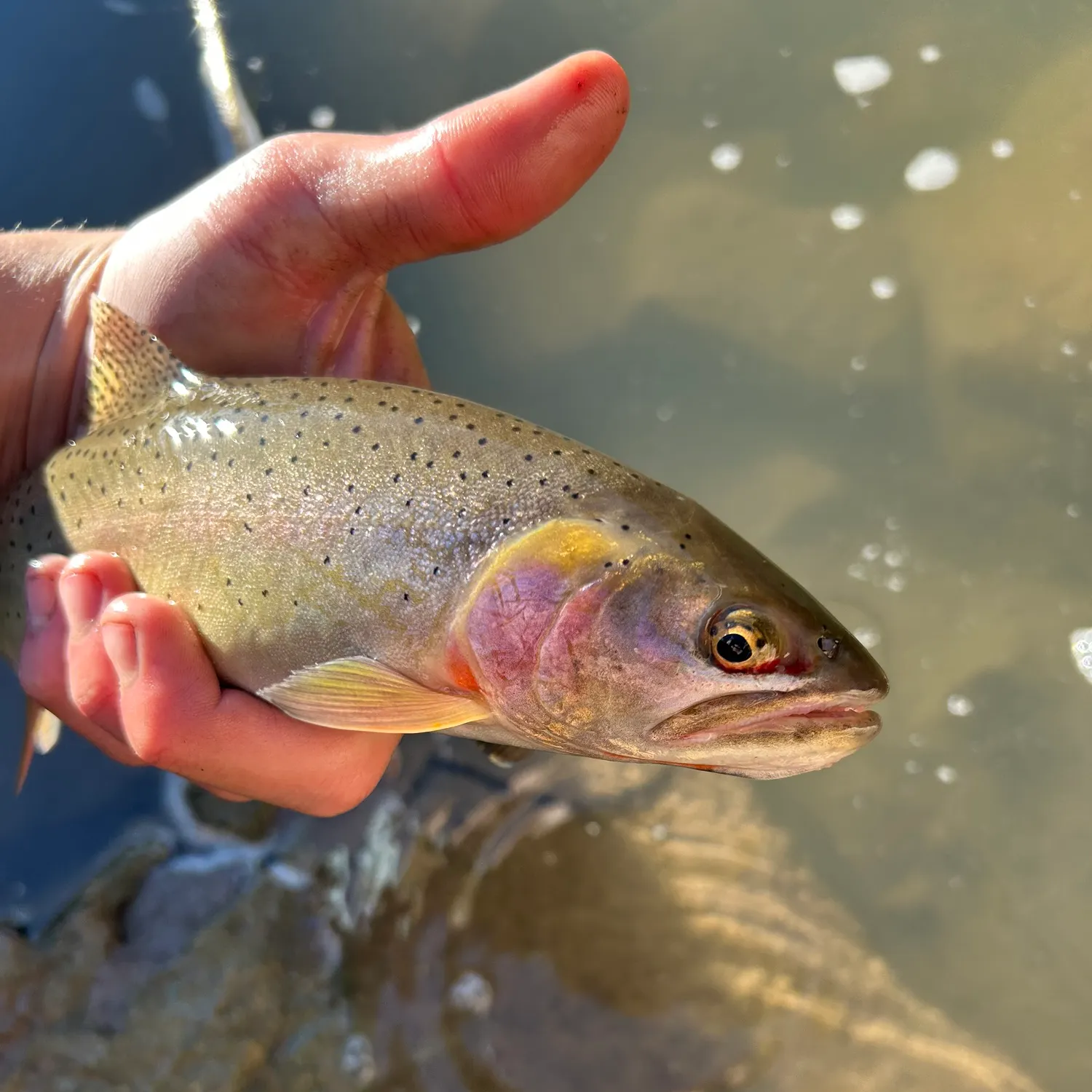 The most recent Colorado river cutthroat trout catches on Fishbrain