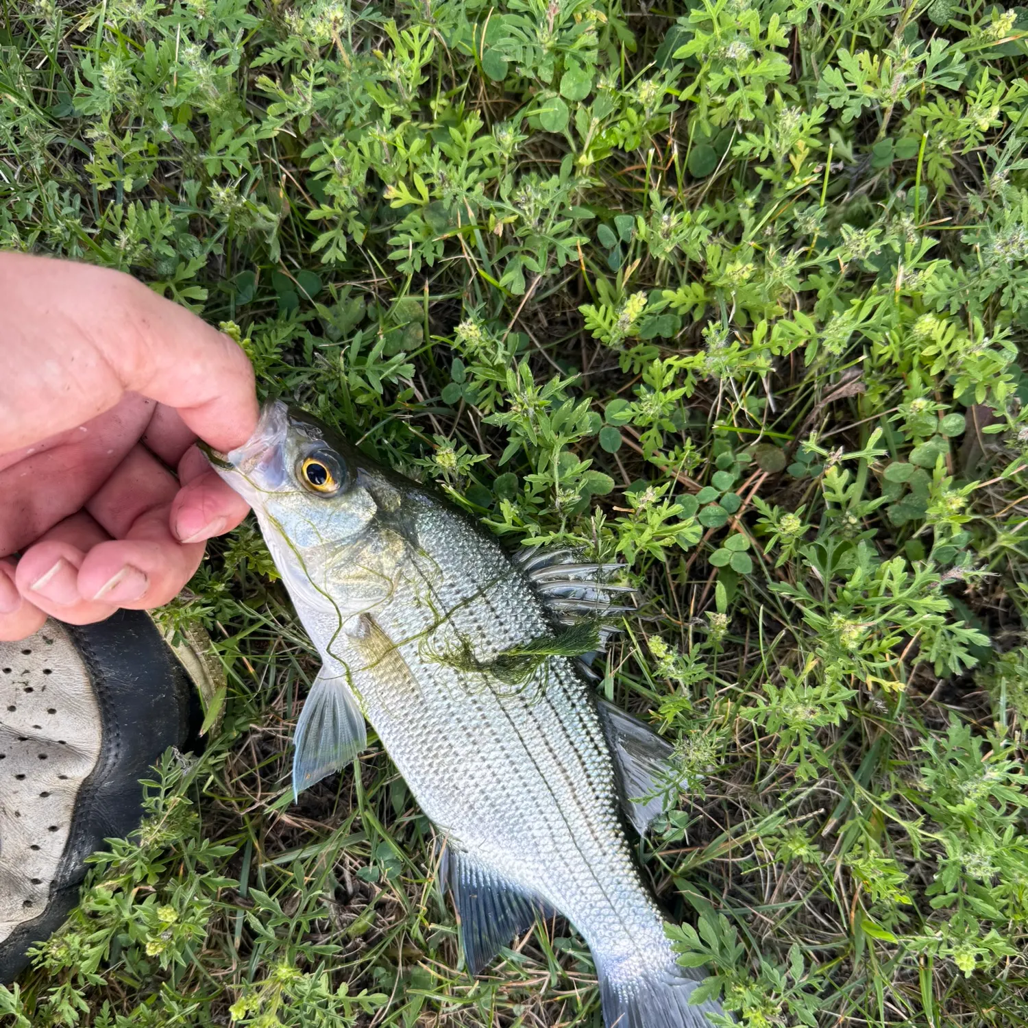 White bass caught on Fishbrain