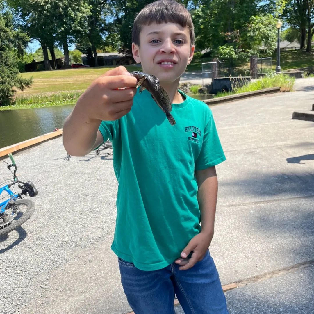The most recent Mottled sculpin catches on Fishbrain