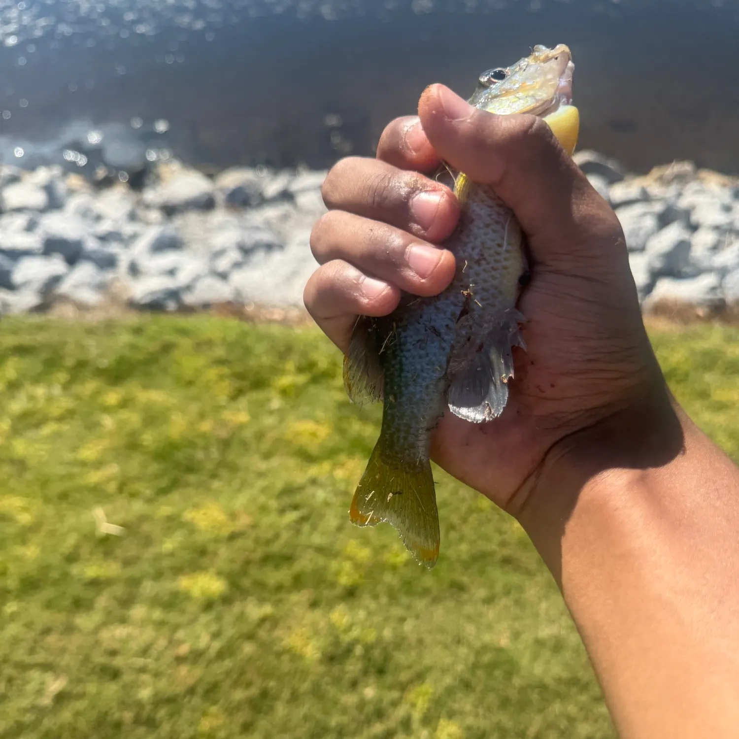 Redbreast sunfish caught on Fishbrain