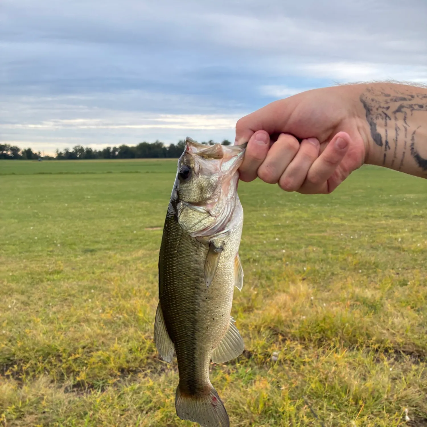 Largemouth bass caught on Fishbrain
