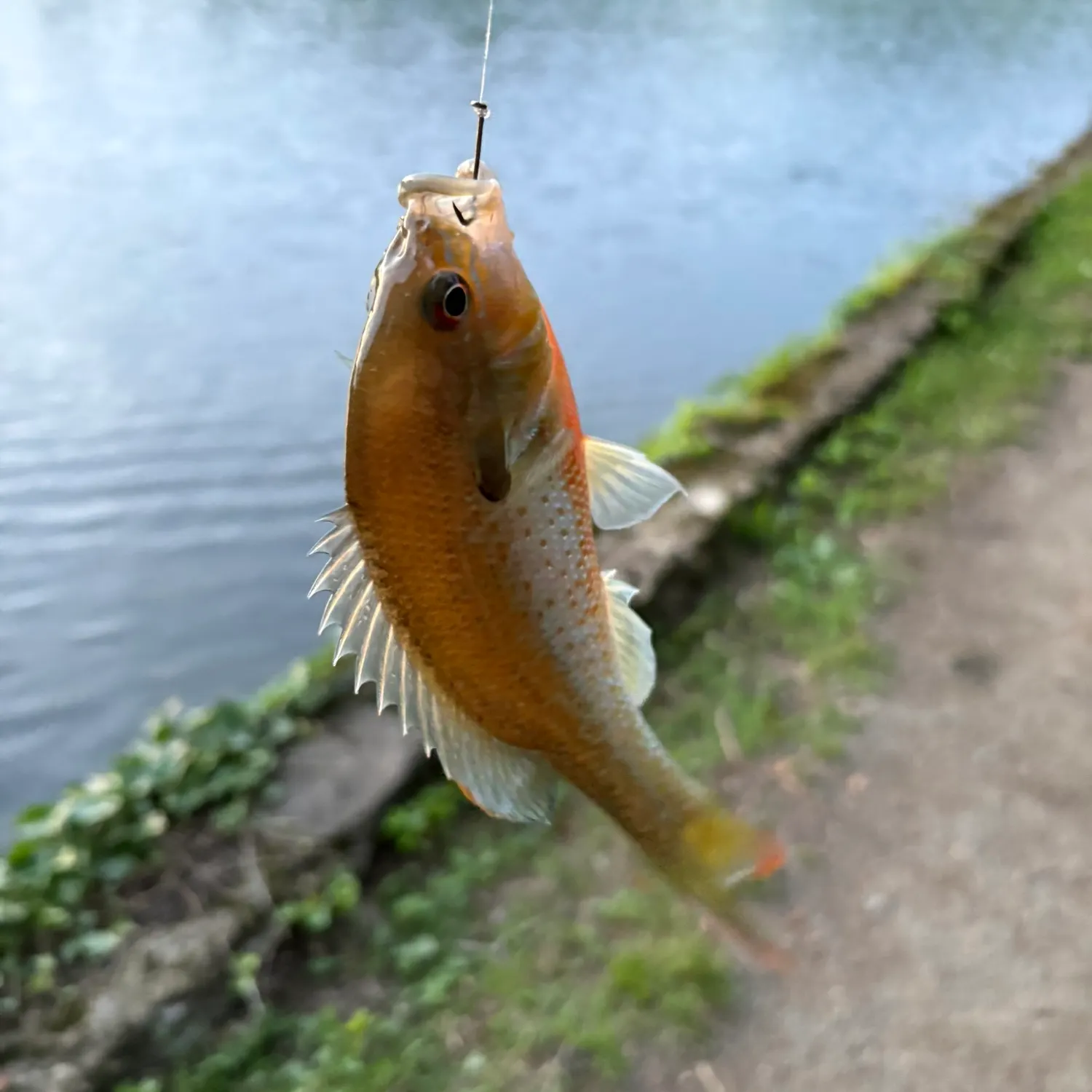 The most recent Redbreast sunfish catches on Fishbrain