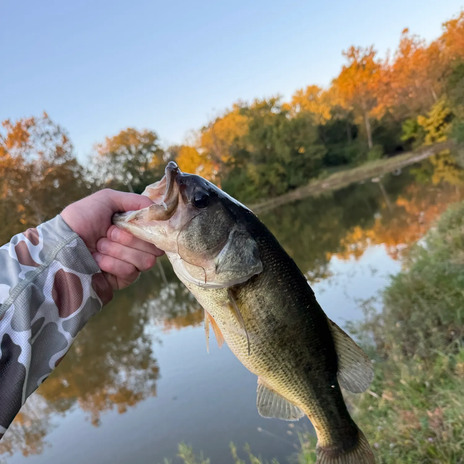 Largemouth bass caught on Fishbrain