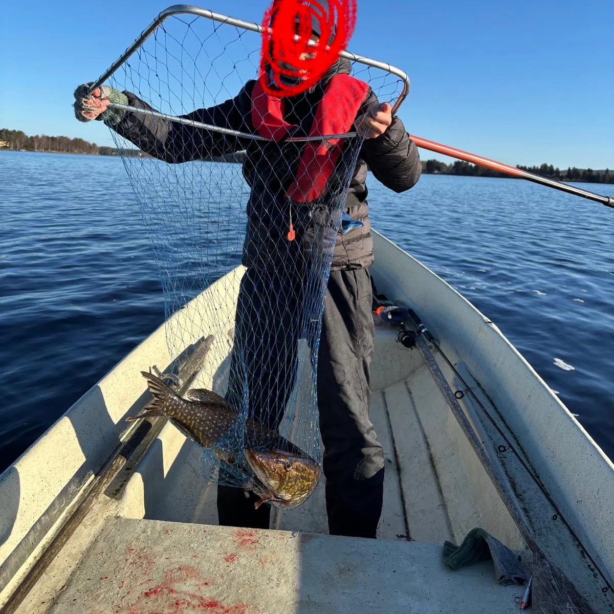 Northern pike caught on Fishbrain