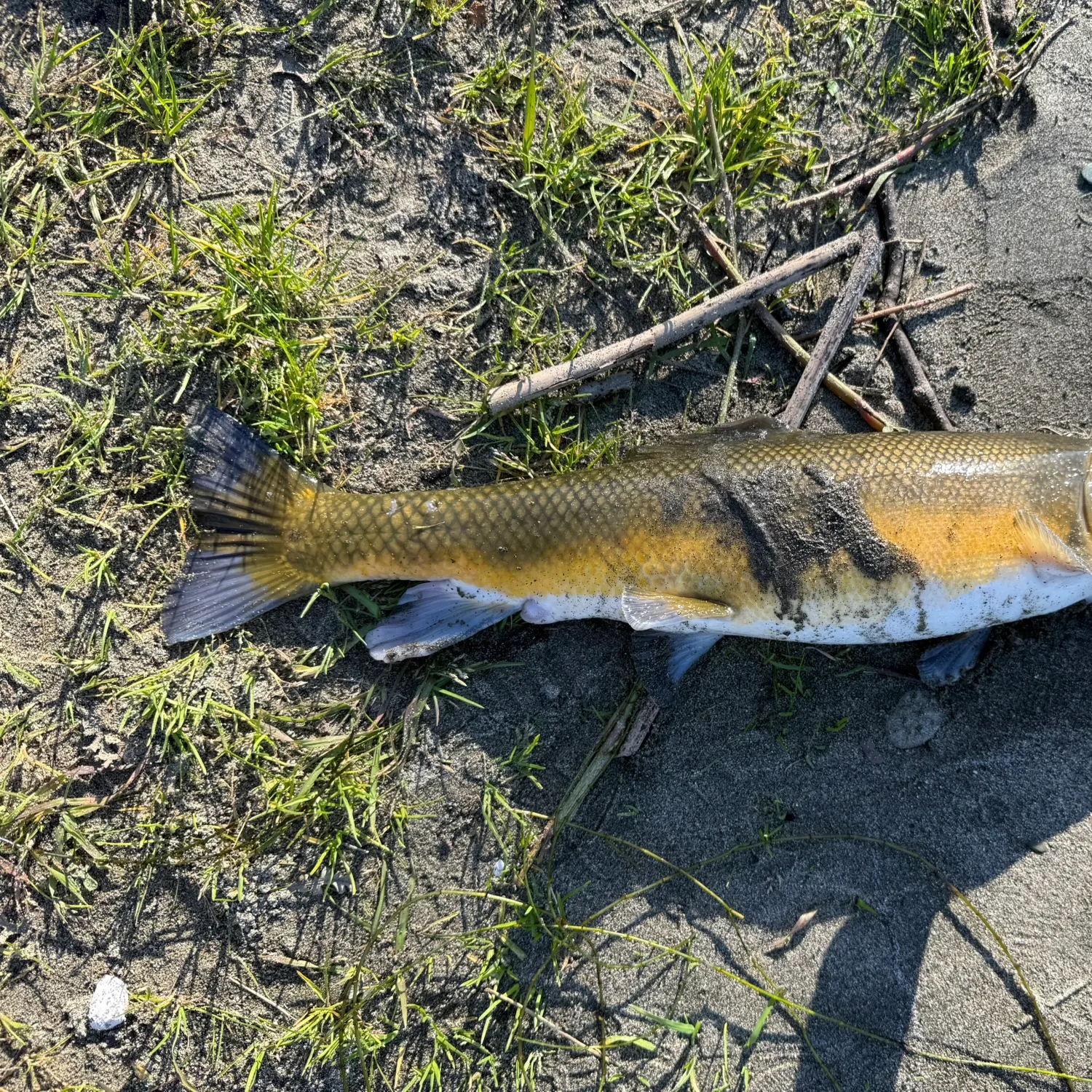 The most recent Sacramento sucker catches on Fishbrain