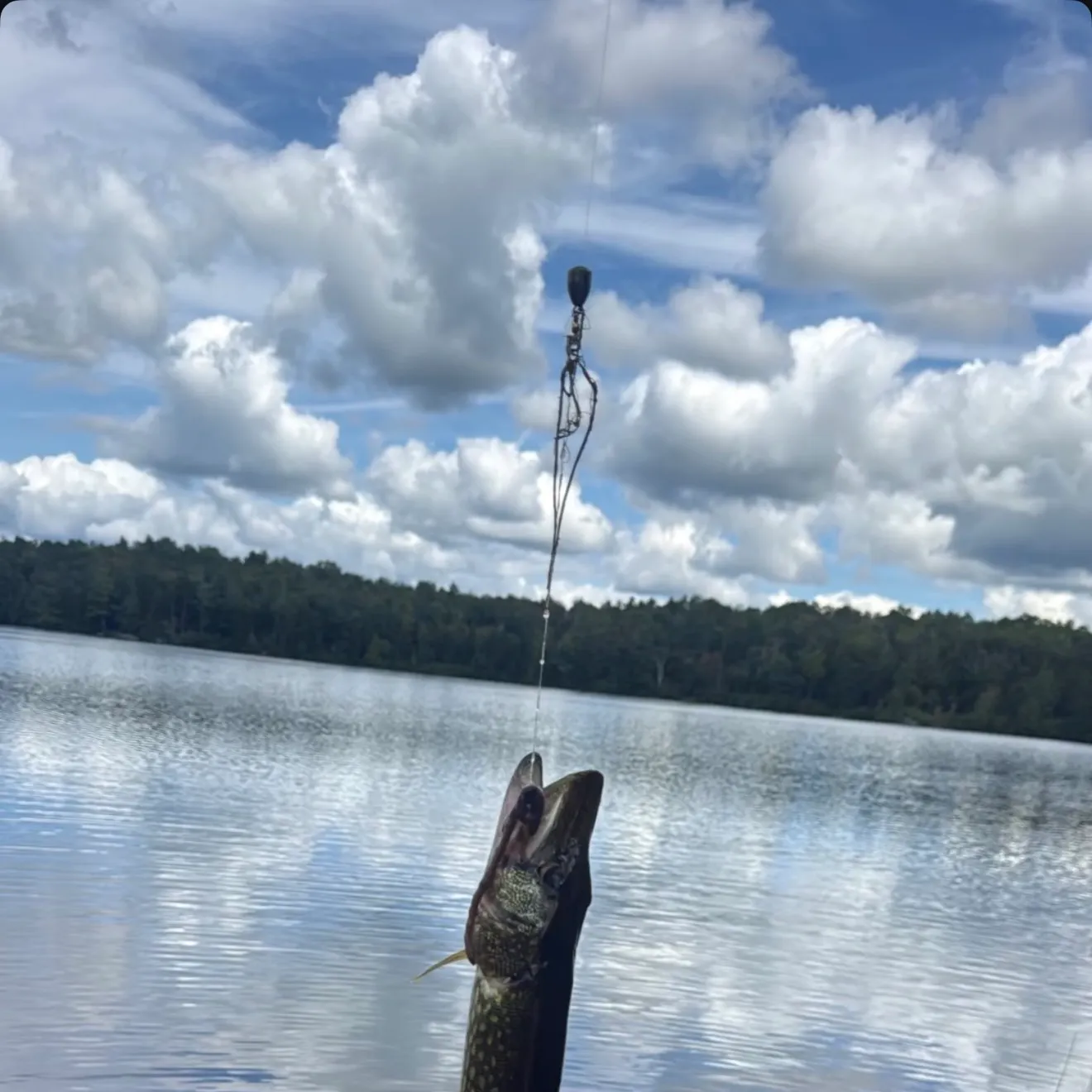 Northern pike caught on Fishbrain