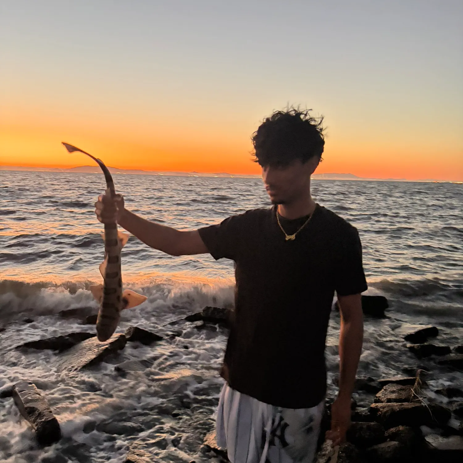 Leopard shark caught on Fishbrain
