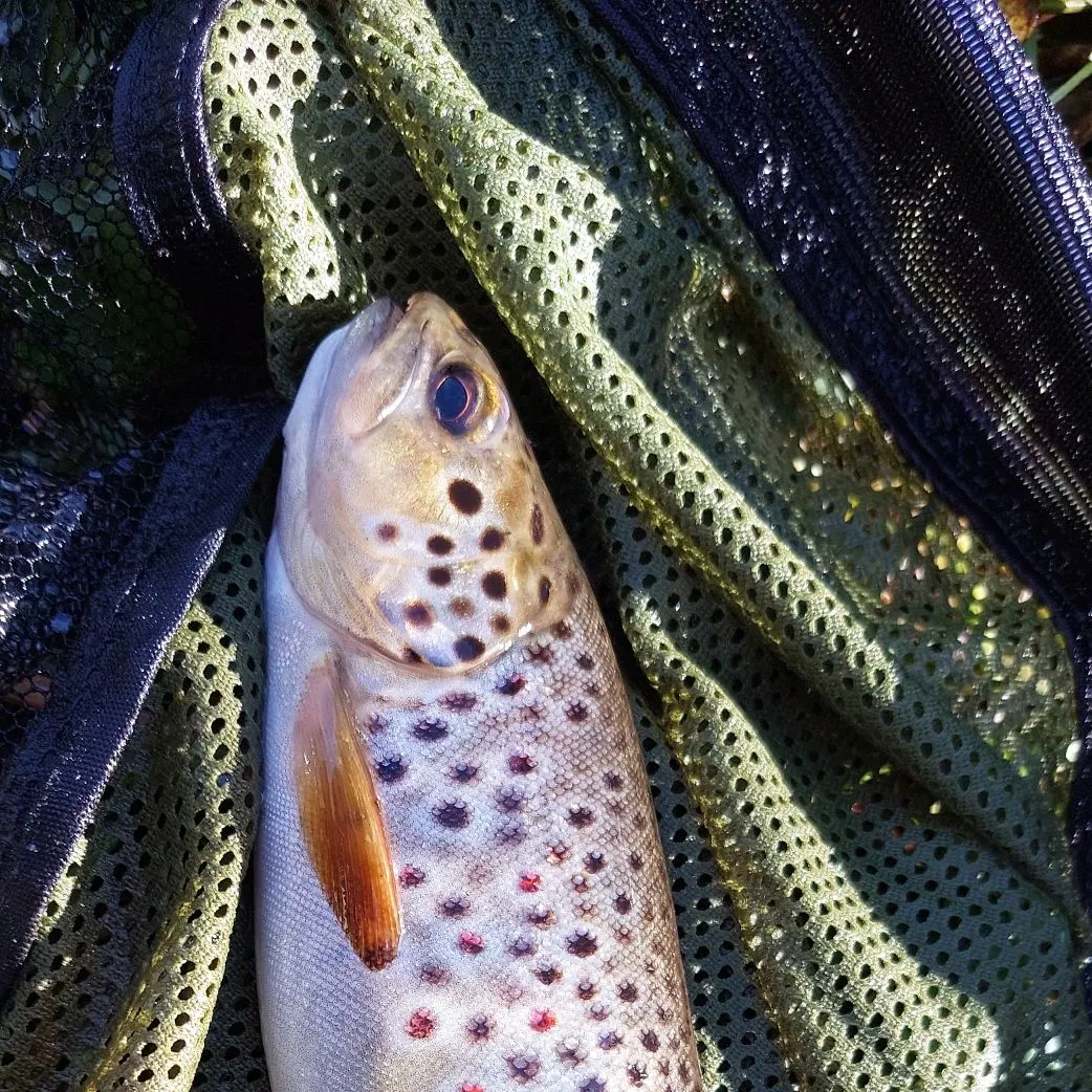 Brown trout caught on Fishbrain
