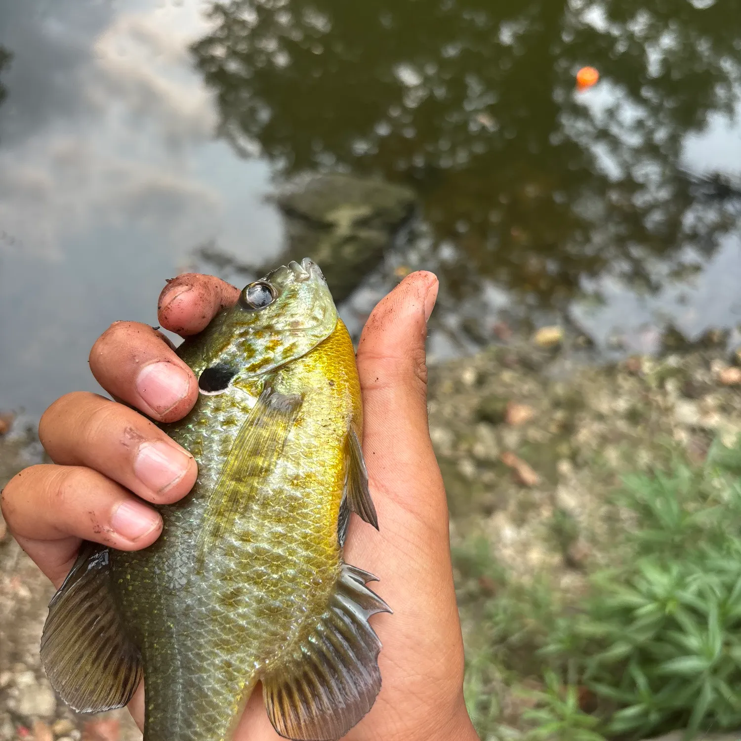 Redear sunfish caught on Fishbrain