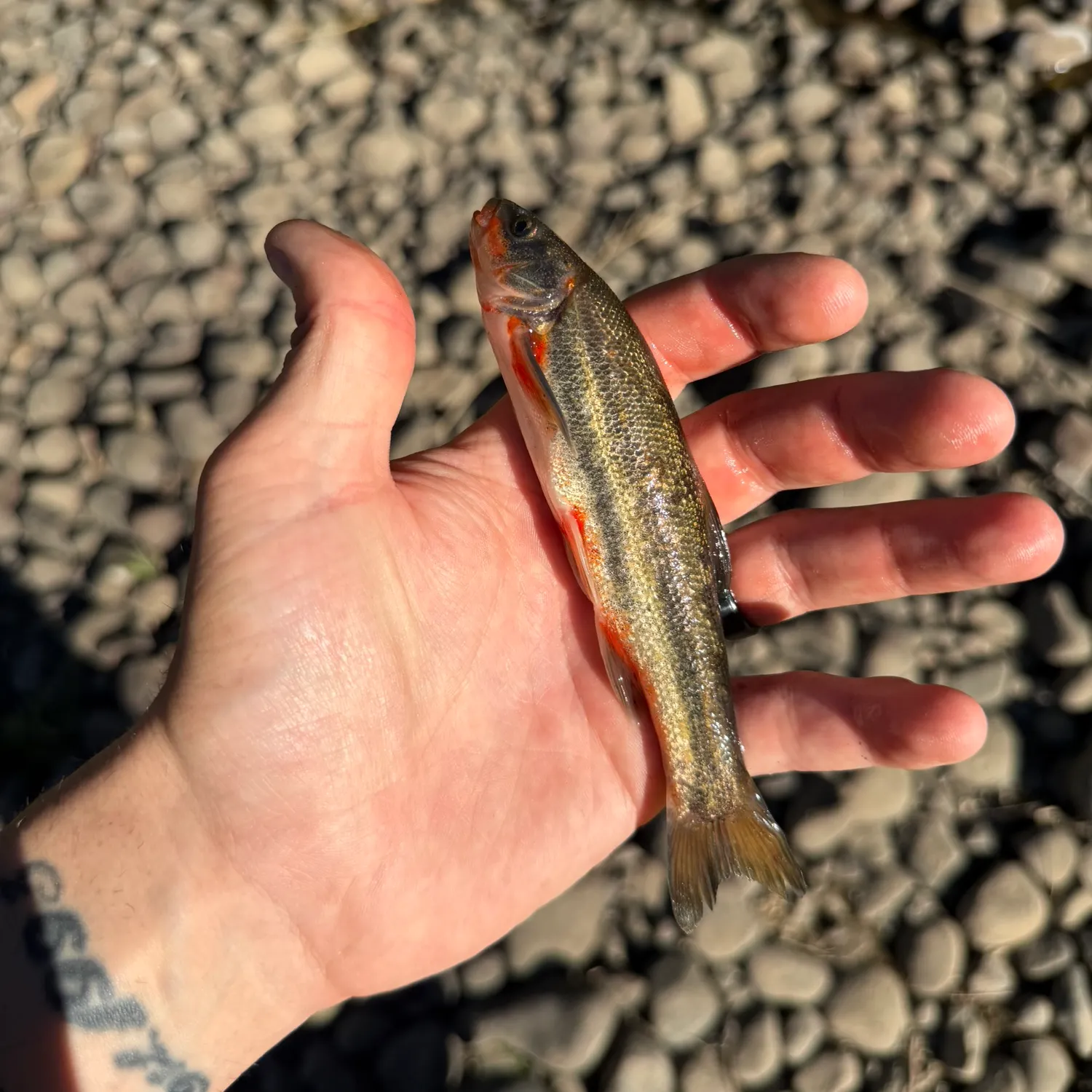 The most recent Rio Grande chub catches on Fishbrain