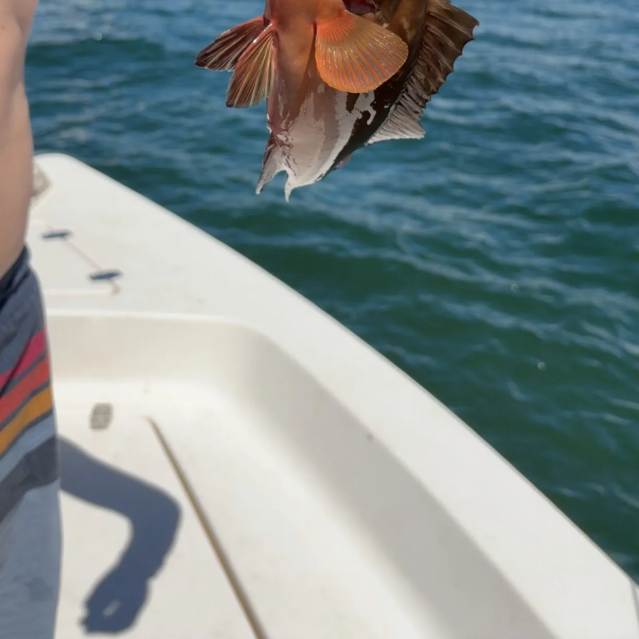 The most recent Red grouper catches on Fishbrain