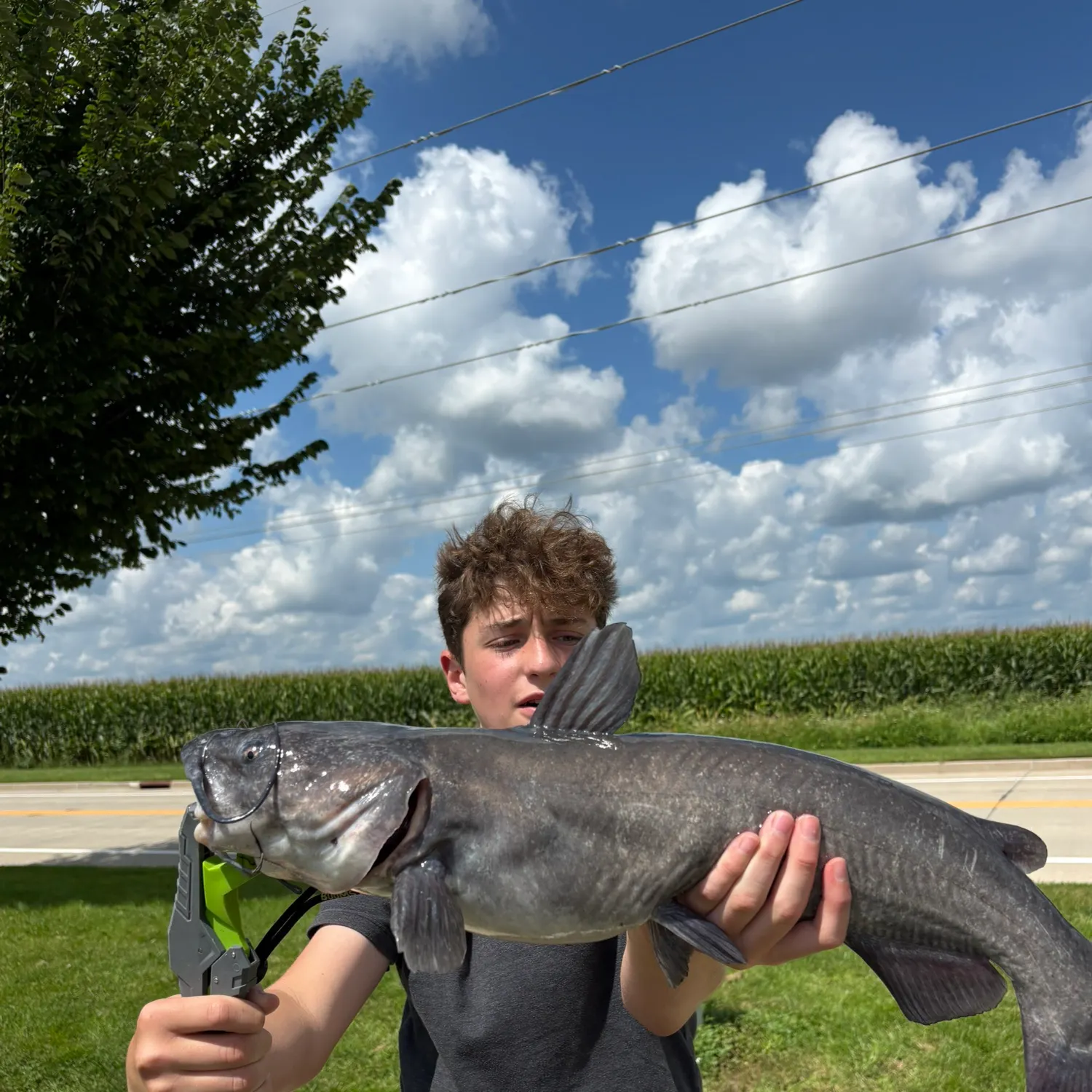 Channel catfish caught on Fishbrain
