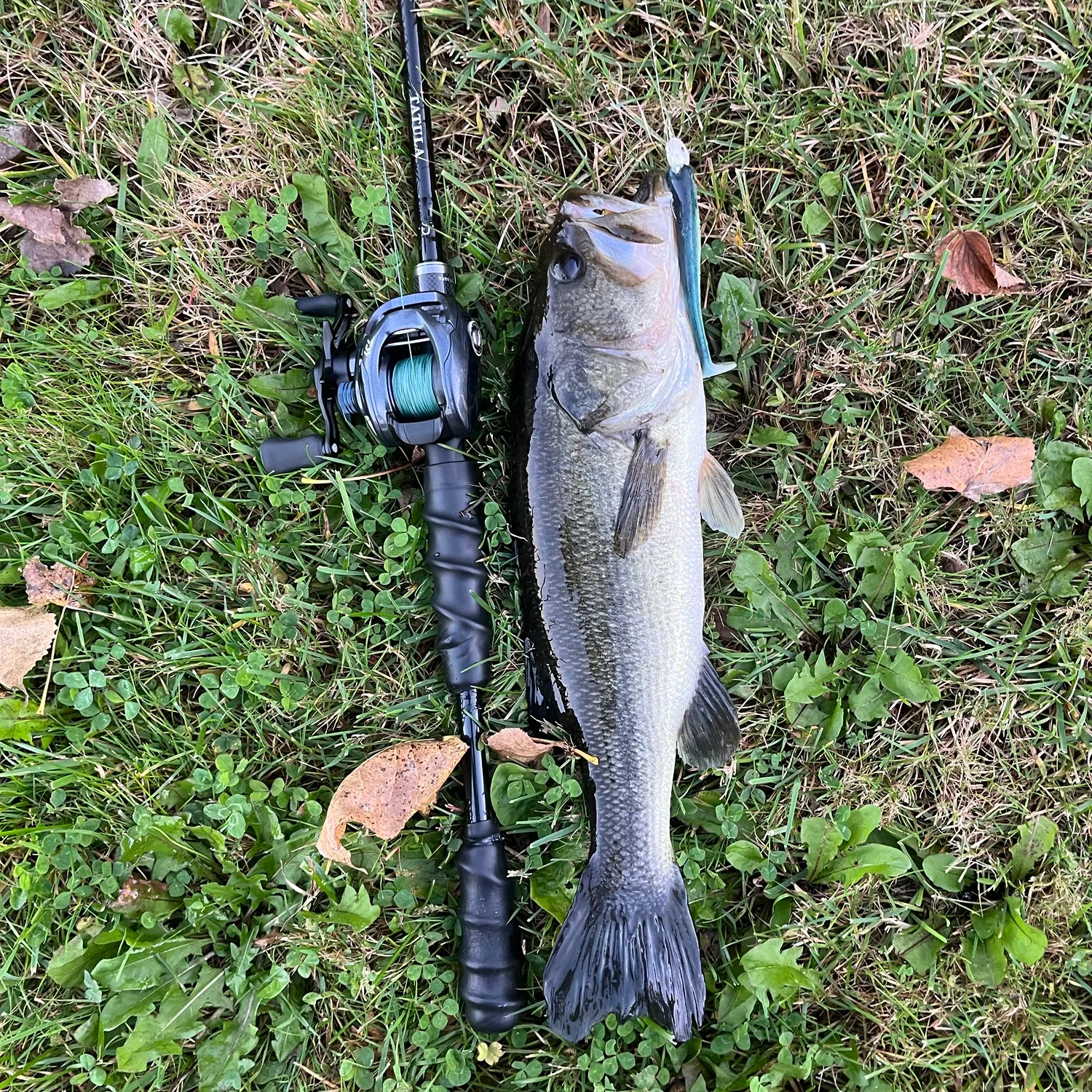 Largemouth bass caught on Fishbrain