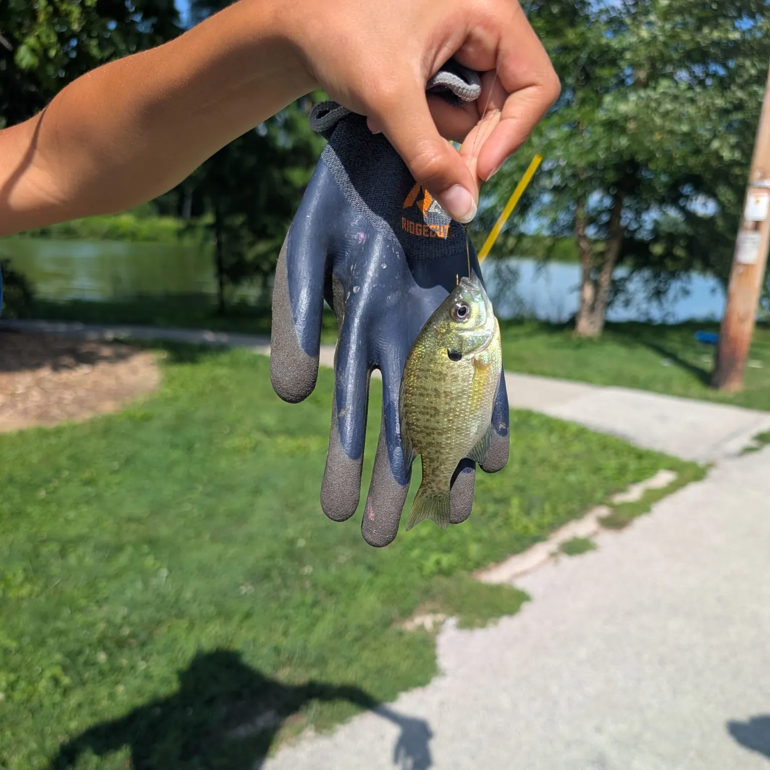 Bluegill caught on Fishbrain