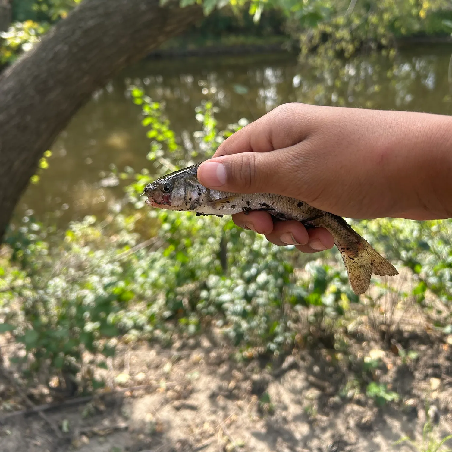 Creek chub caught on Fishbrain