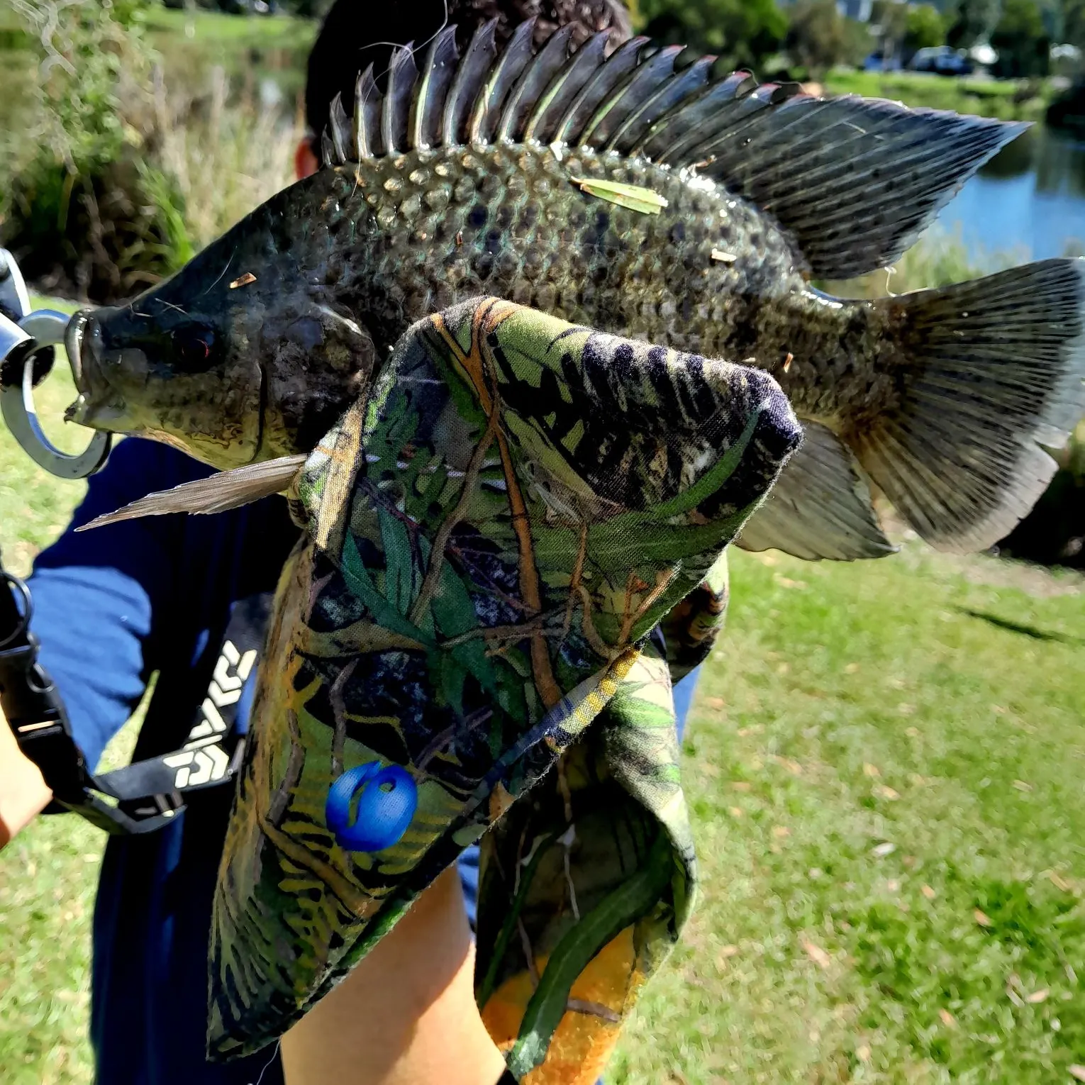 Mozambique tilapia caught on Fishbrain