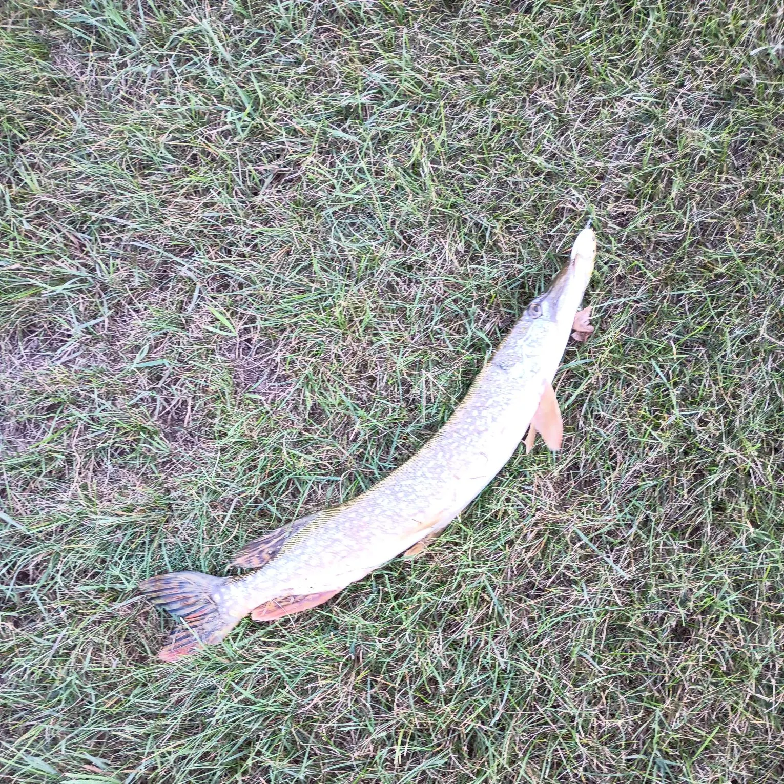 Northern pike caught on Fishbrain