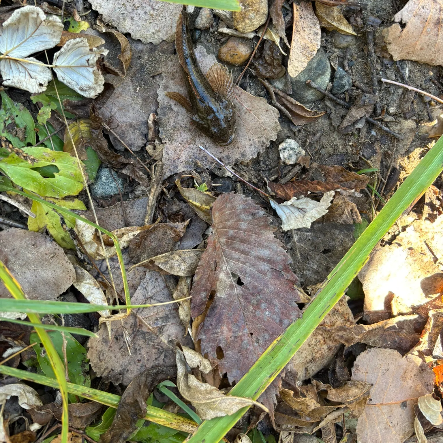 The most recent Mottled sculpin catches on Fishbrain