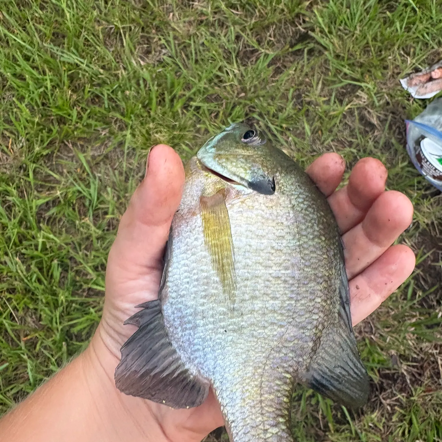 Bluegill caught on Fishbrain