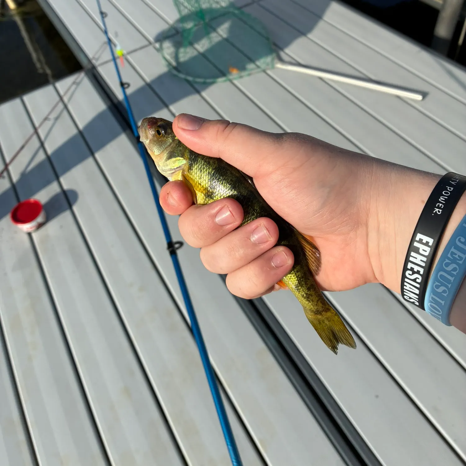 Yellow perch caught on Fishbrain