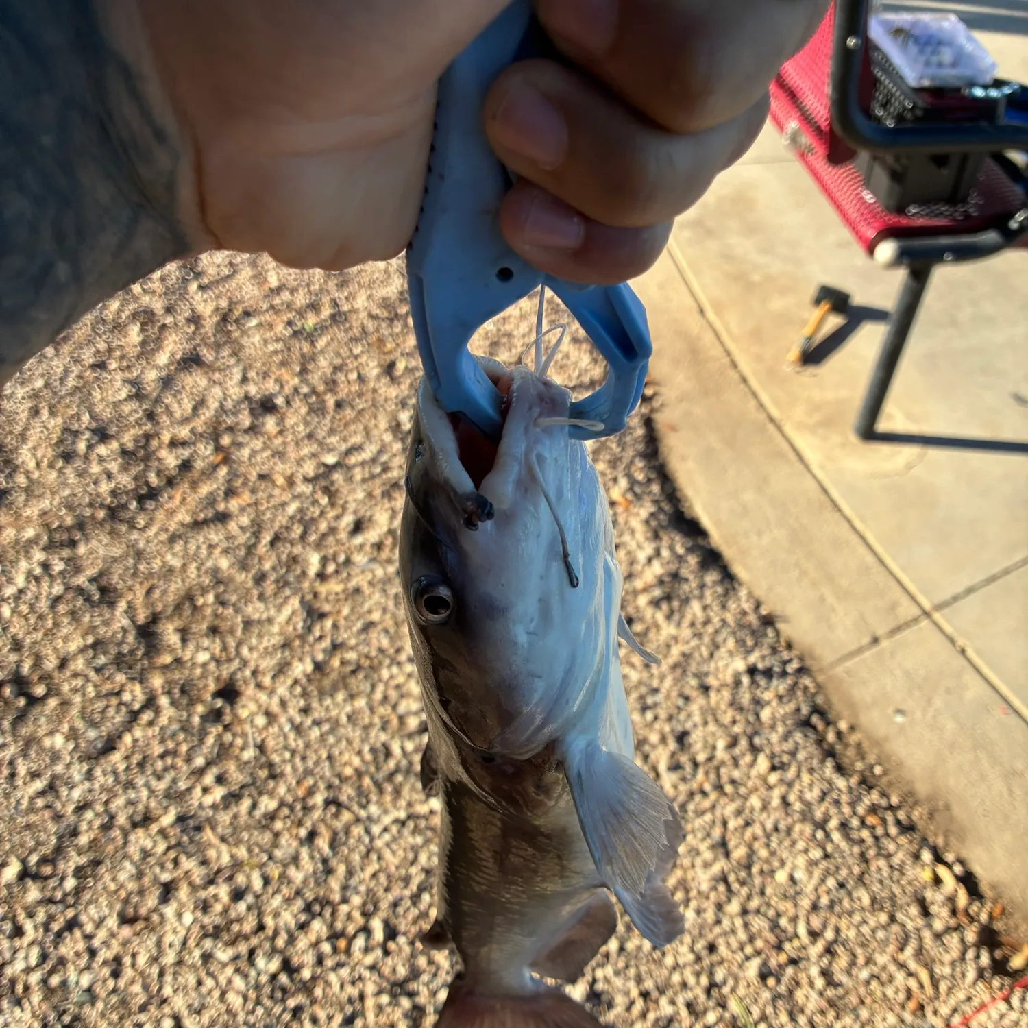 catch