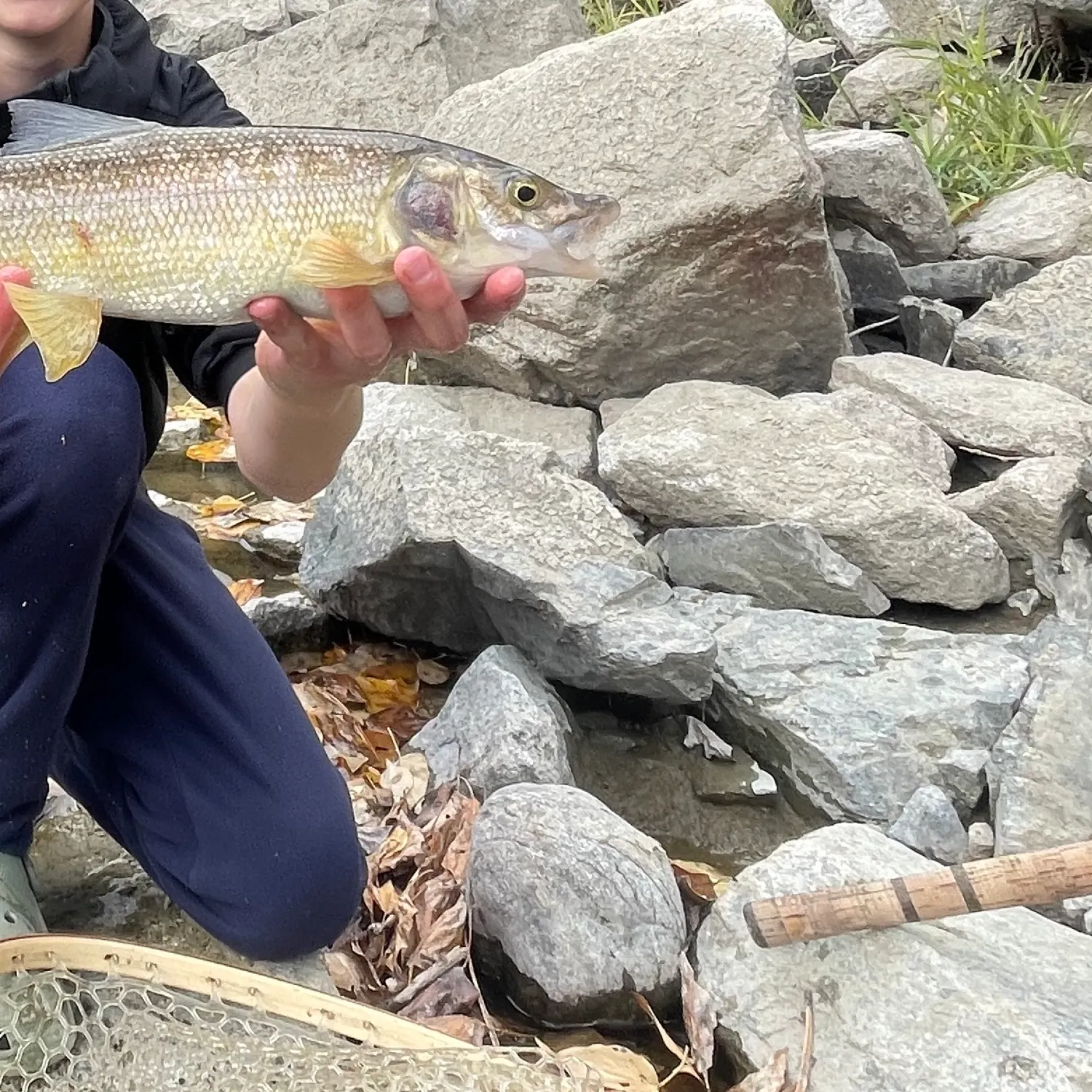 Mountain whitefish caught on Fishbrain