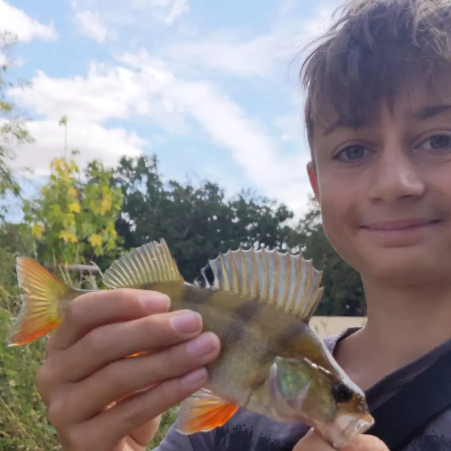 European perch caught on Fishbrain