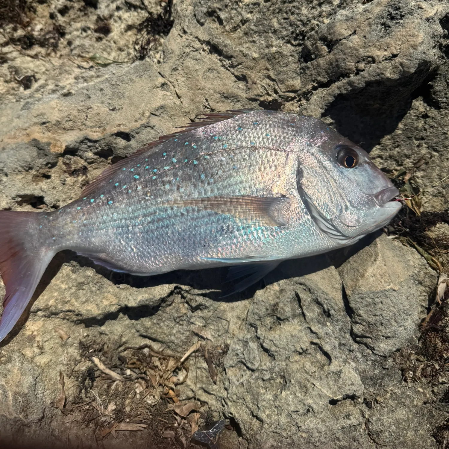 The most recent Australasian snapper catches on Fishbrain