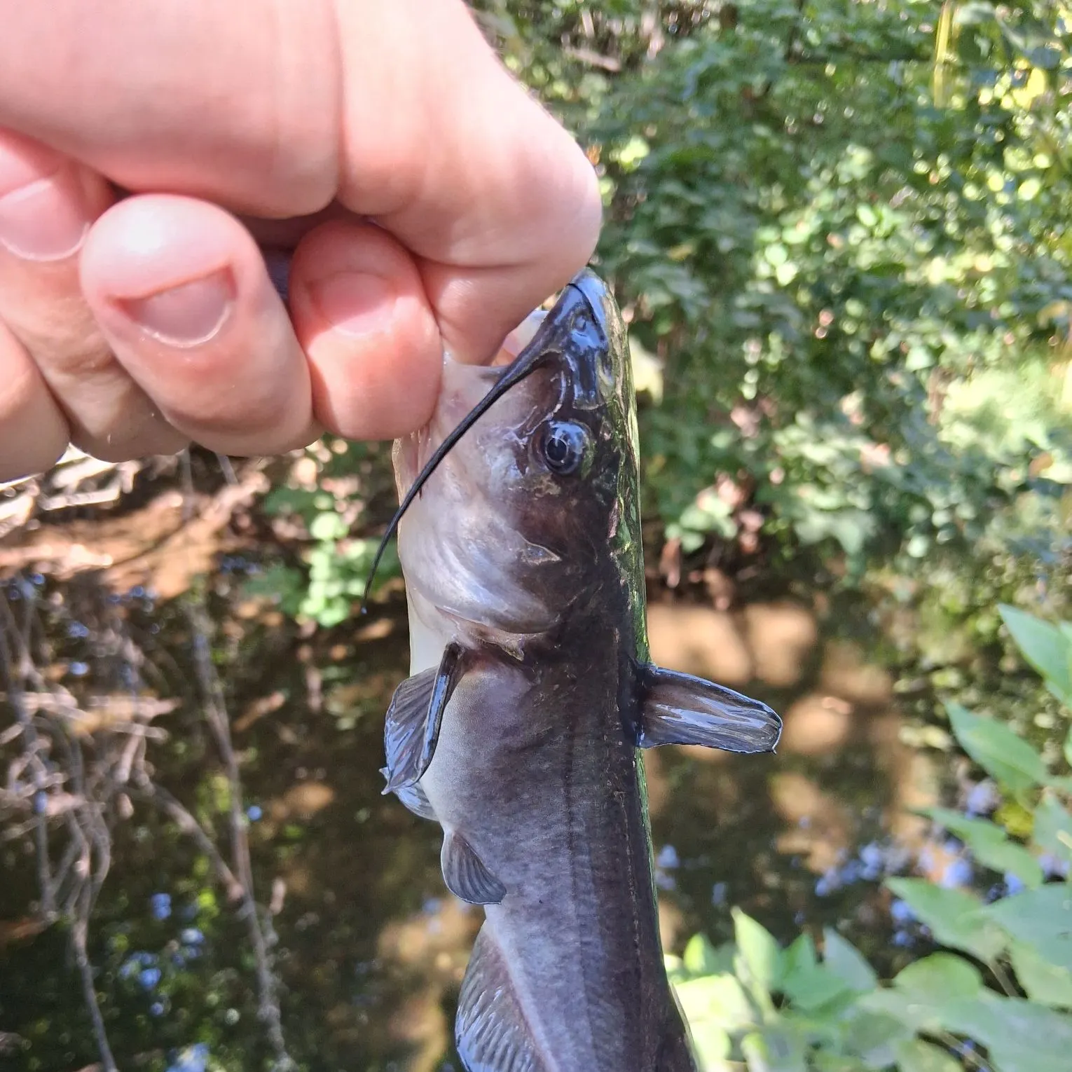 The most recent White bullhead catches on Fishbrain