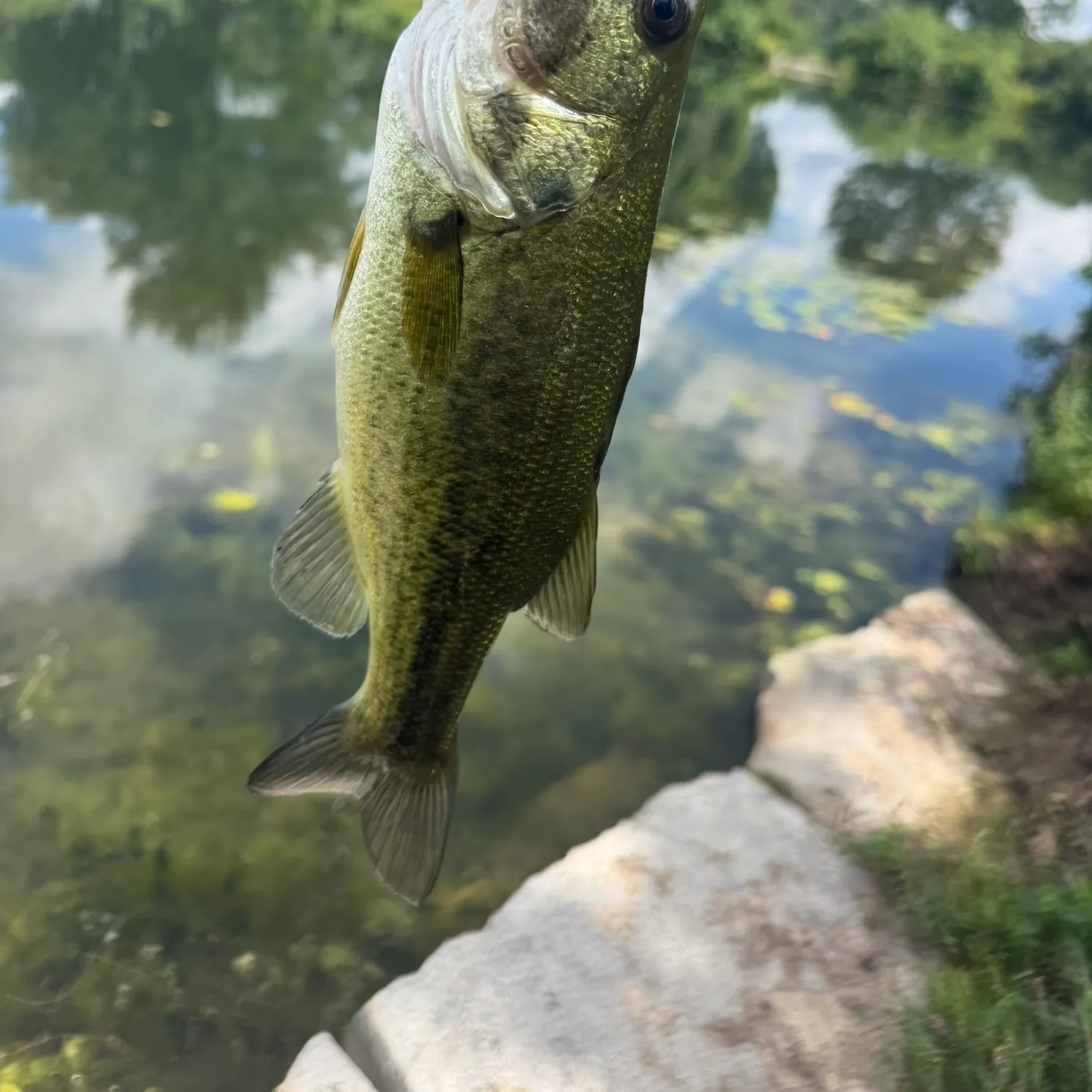 Largemouth bass caught on Fishbrain