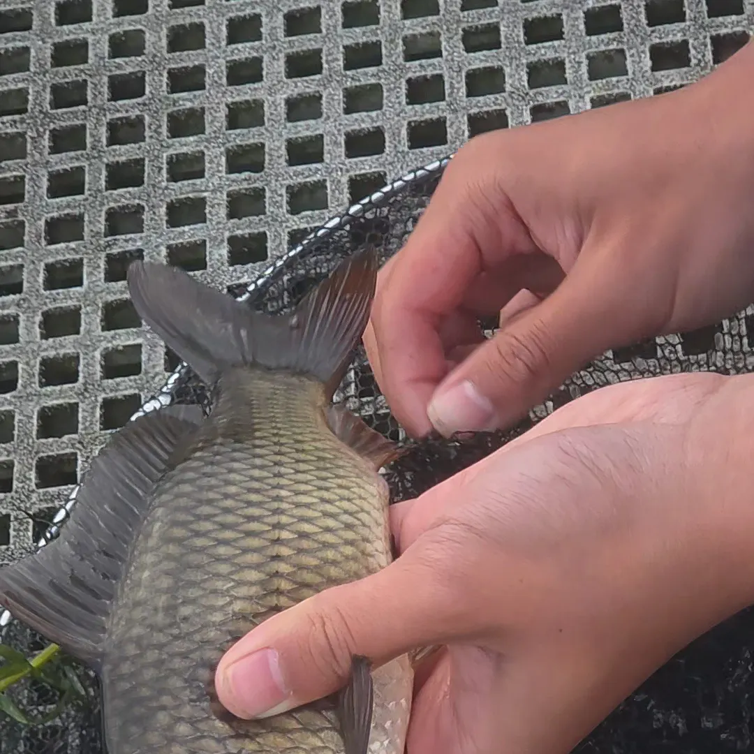 Common carp caught on Fishbrain