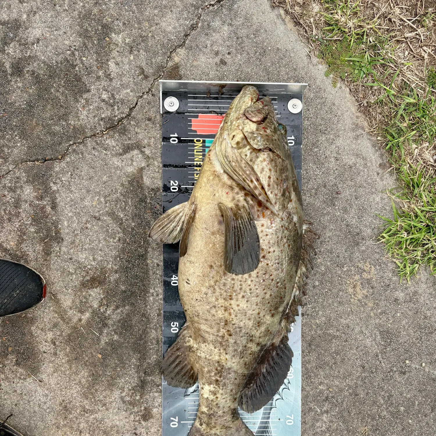 The most recent Greasy grouper catches on Fishbrain