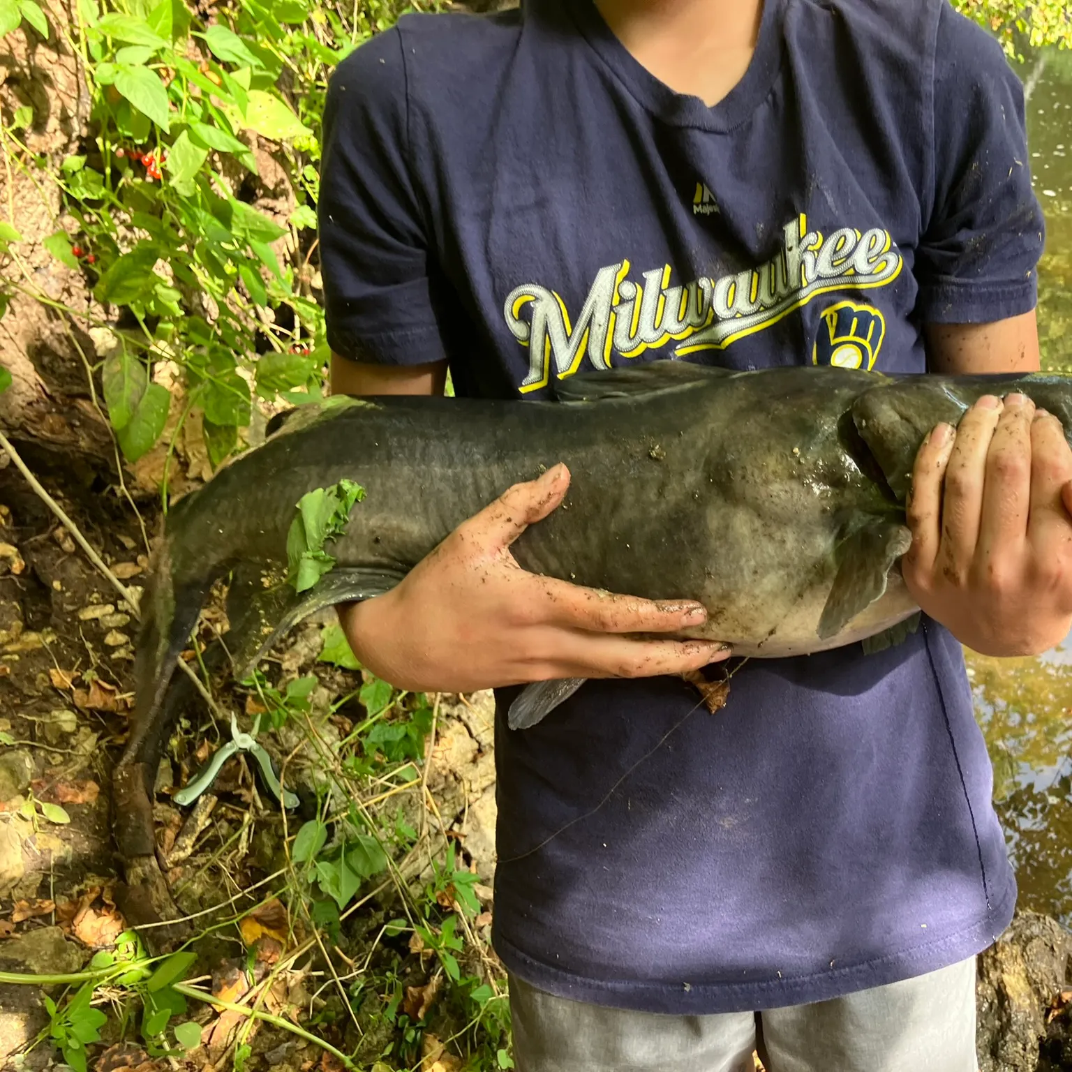 The most recent Blue catfish catches on Fishbrain