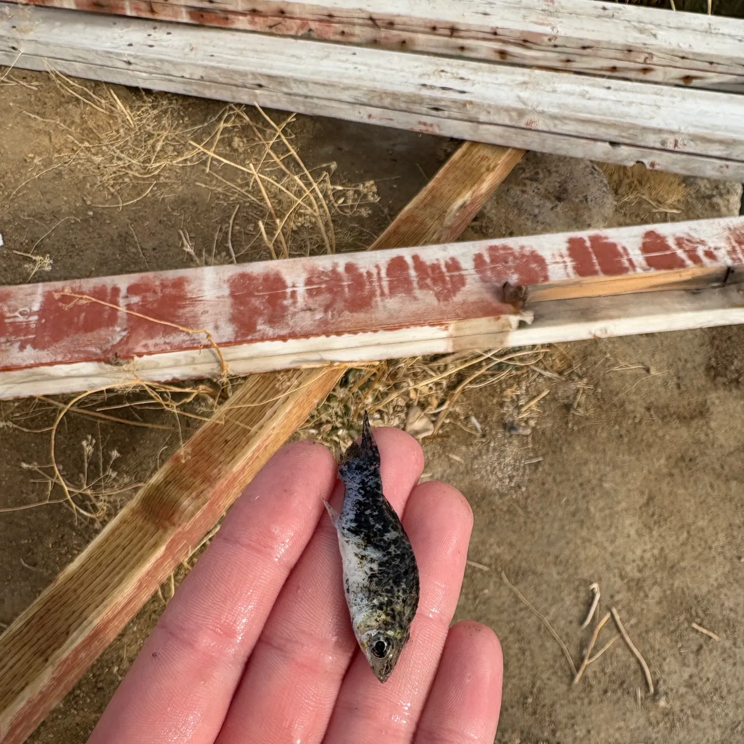 The most recent Shortfin molly catches on Fishbrain