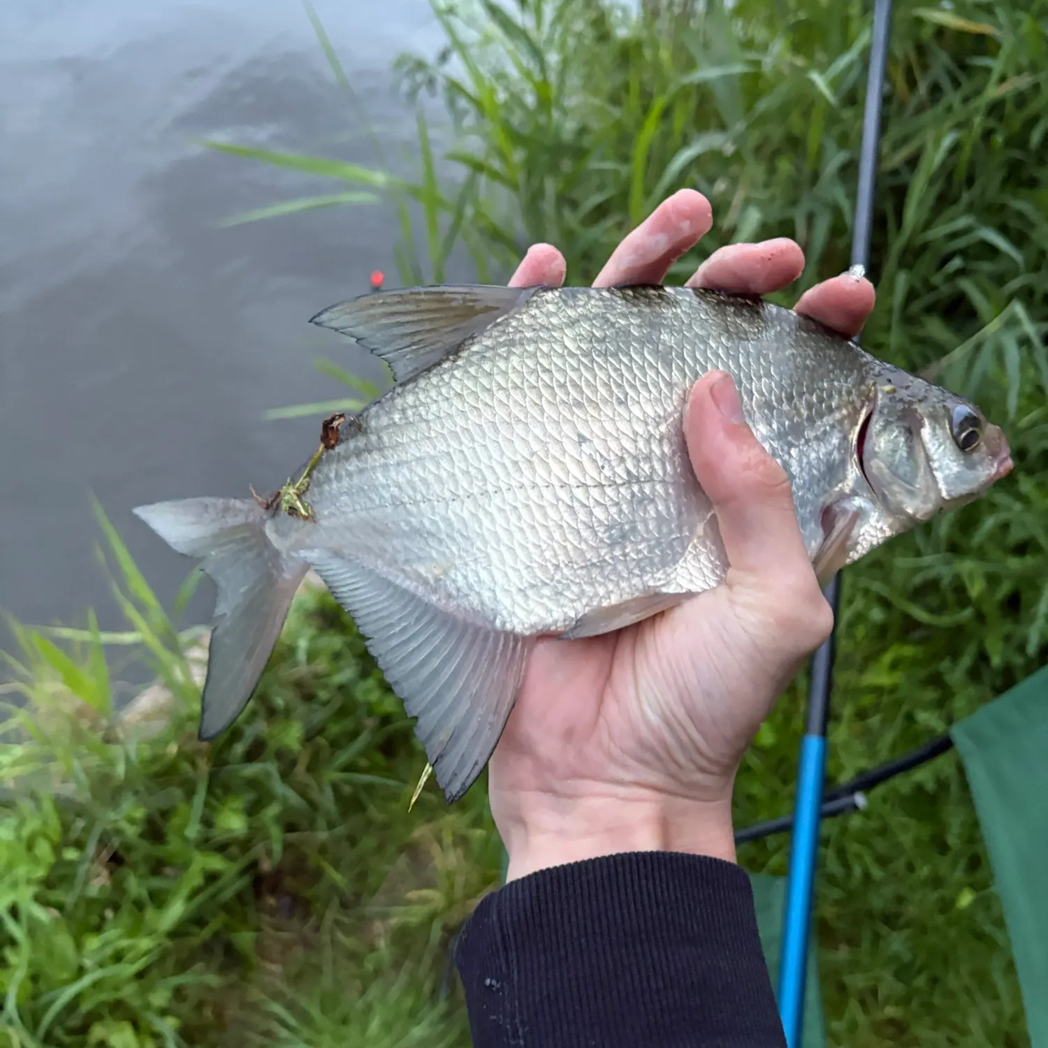 Common bream caught on Fishbrain