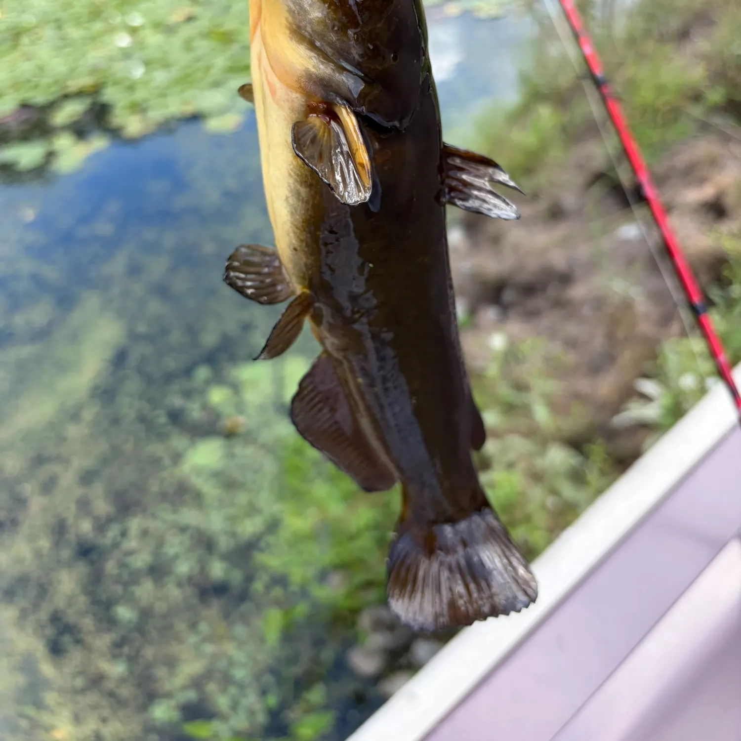 Brown bullhead caught on Fishbrain