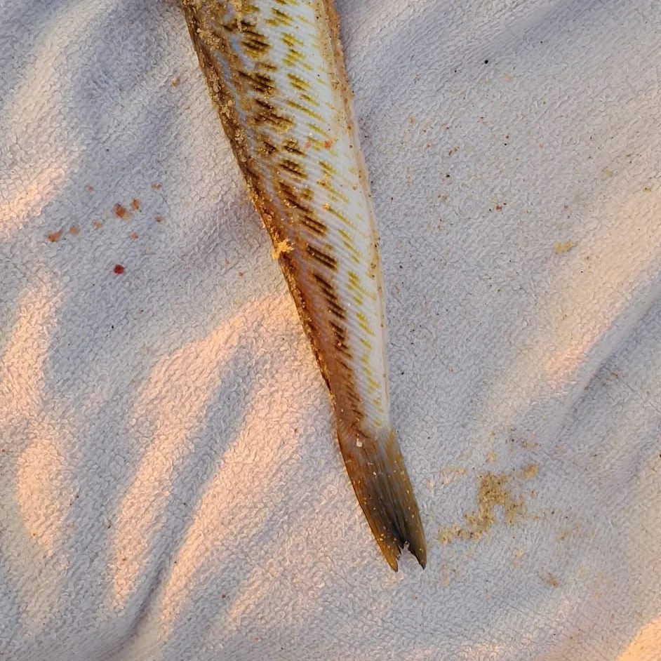 The most recent Greater weever catches on Fishbrain
