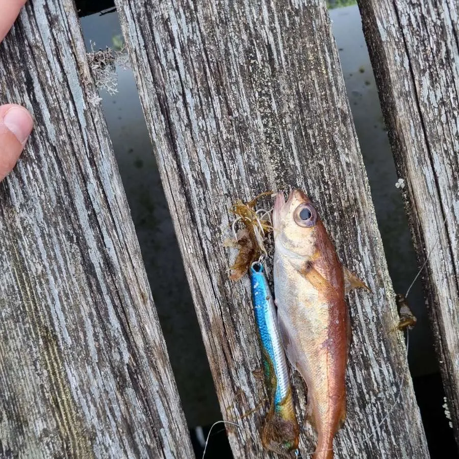 The most recent Poor cod catches on Fishbrain