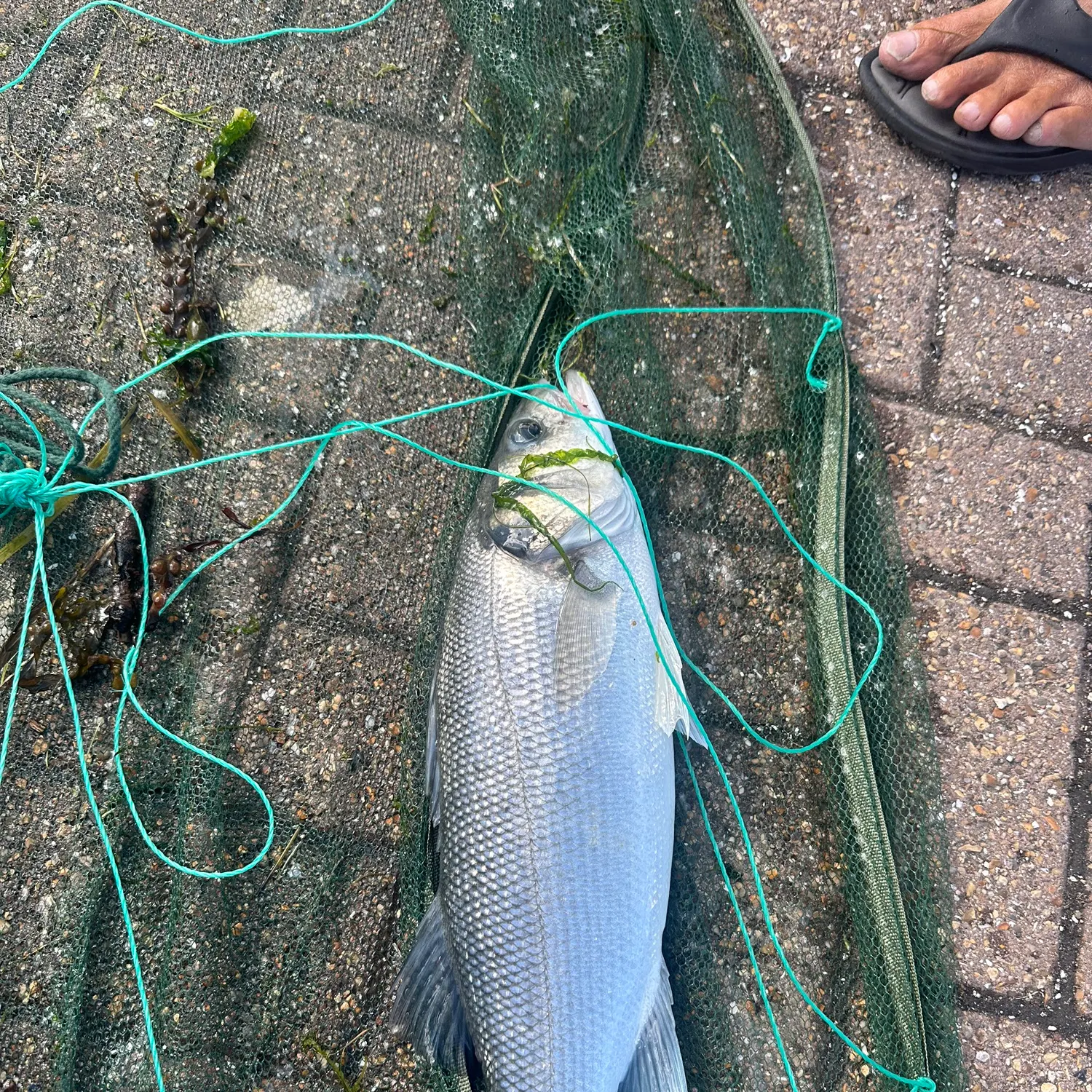 Fish caught on Fishbrain